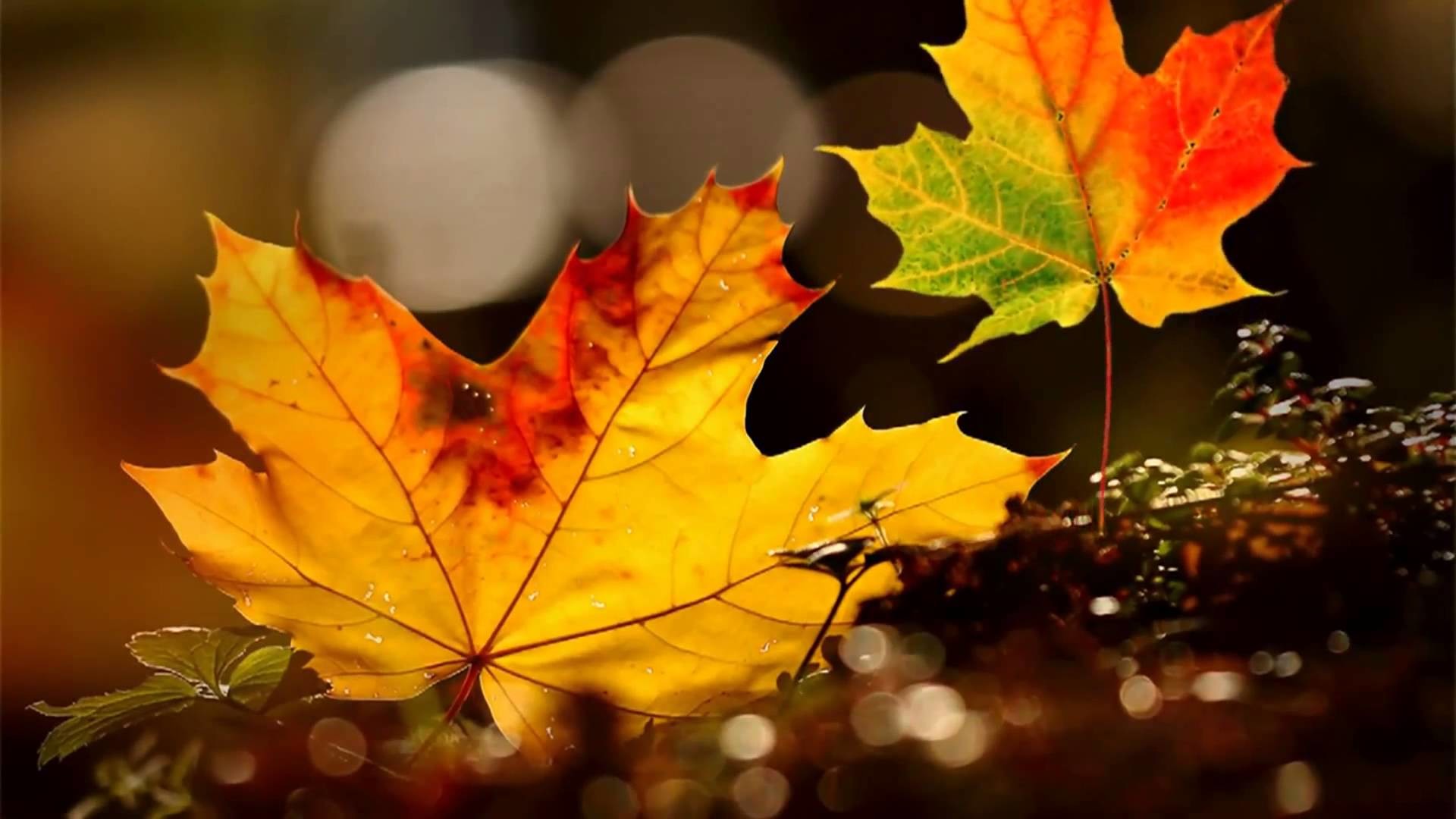 1920x1080 Video Background HD - Autumn leaves HD - Style Proshow - styleproshow.org -  YouTube