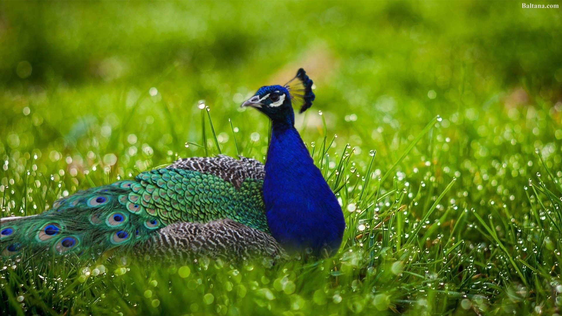1920x1080 Peacock Background Wallpapers 31682