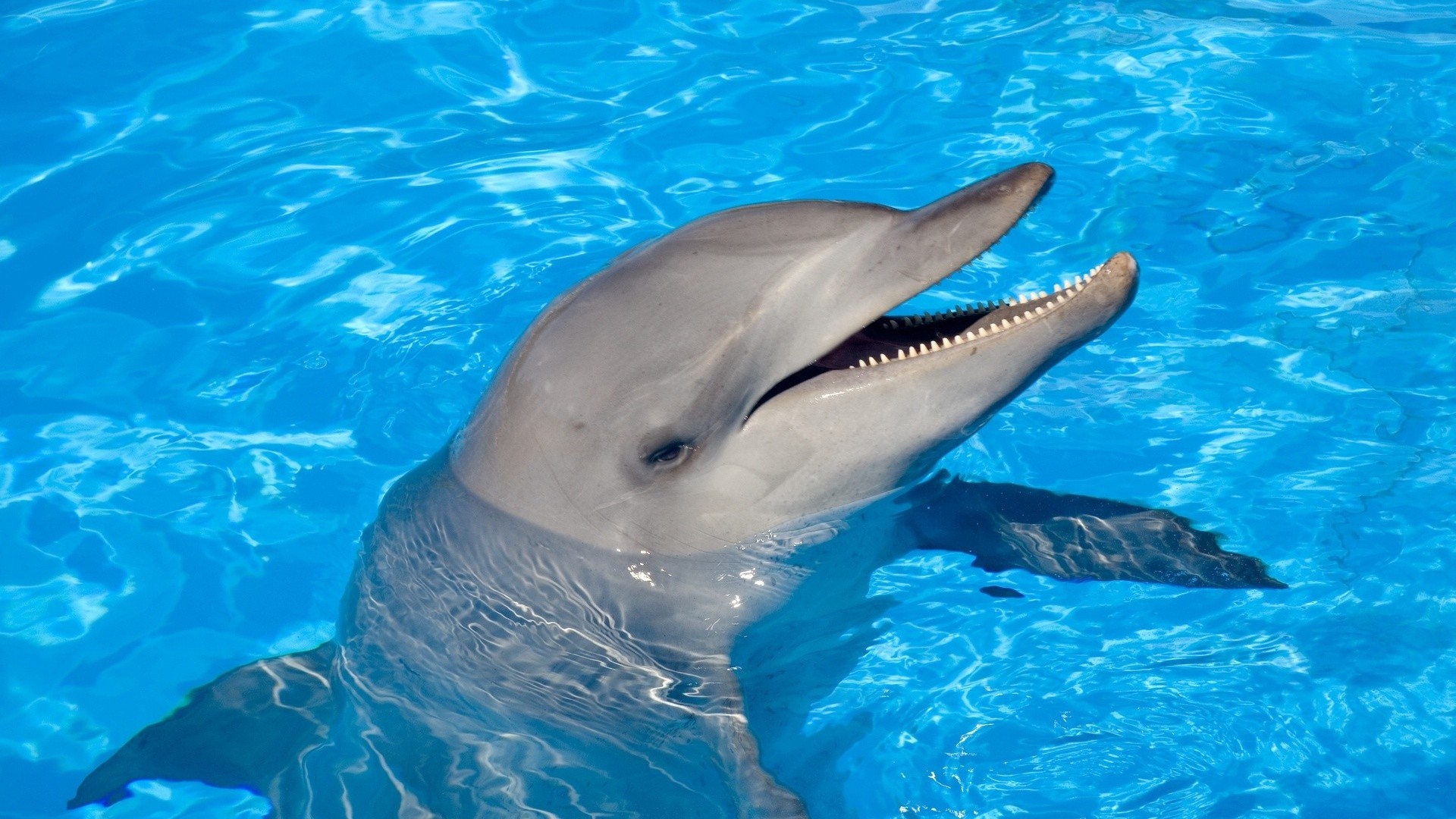 1920x1080 Wallpaper  Dolphin Water Swim Head Full HD 1080p HD 