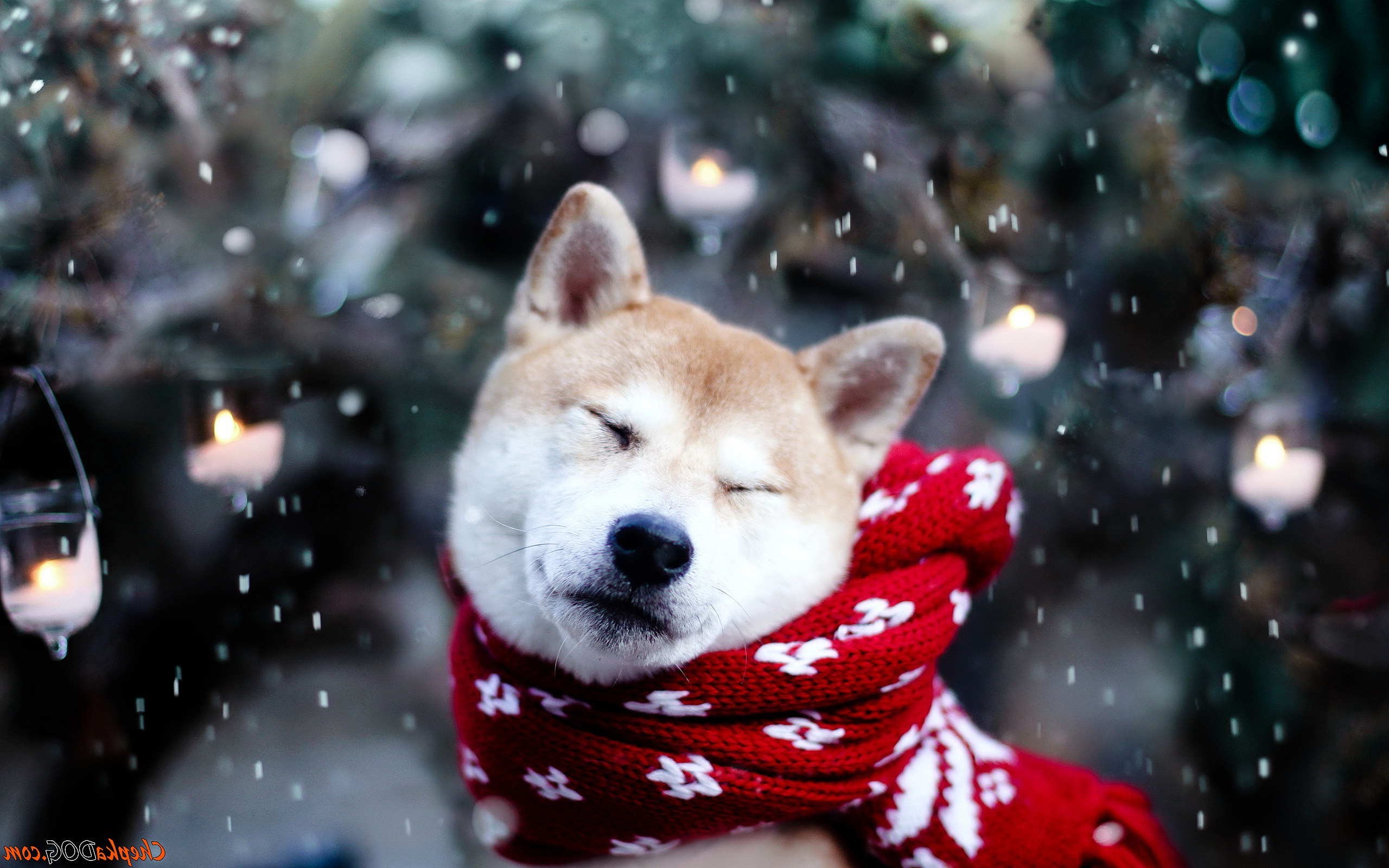 2560x1600 dog, Shiba Inu, Snow, Animals Wallpapers HD / Desktop and Mobile Backgrounds