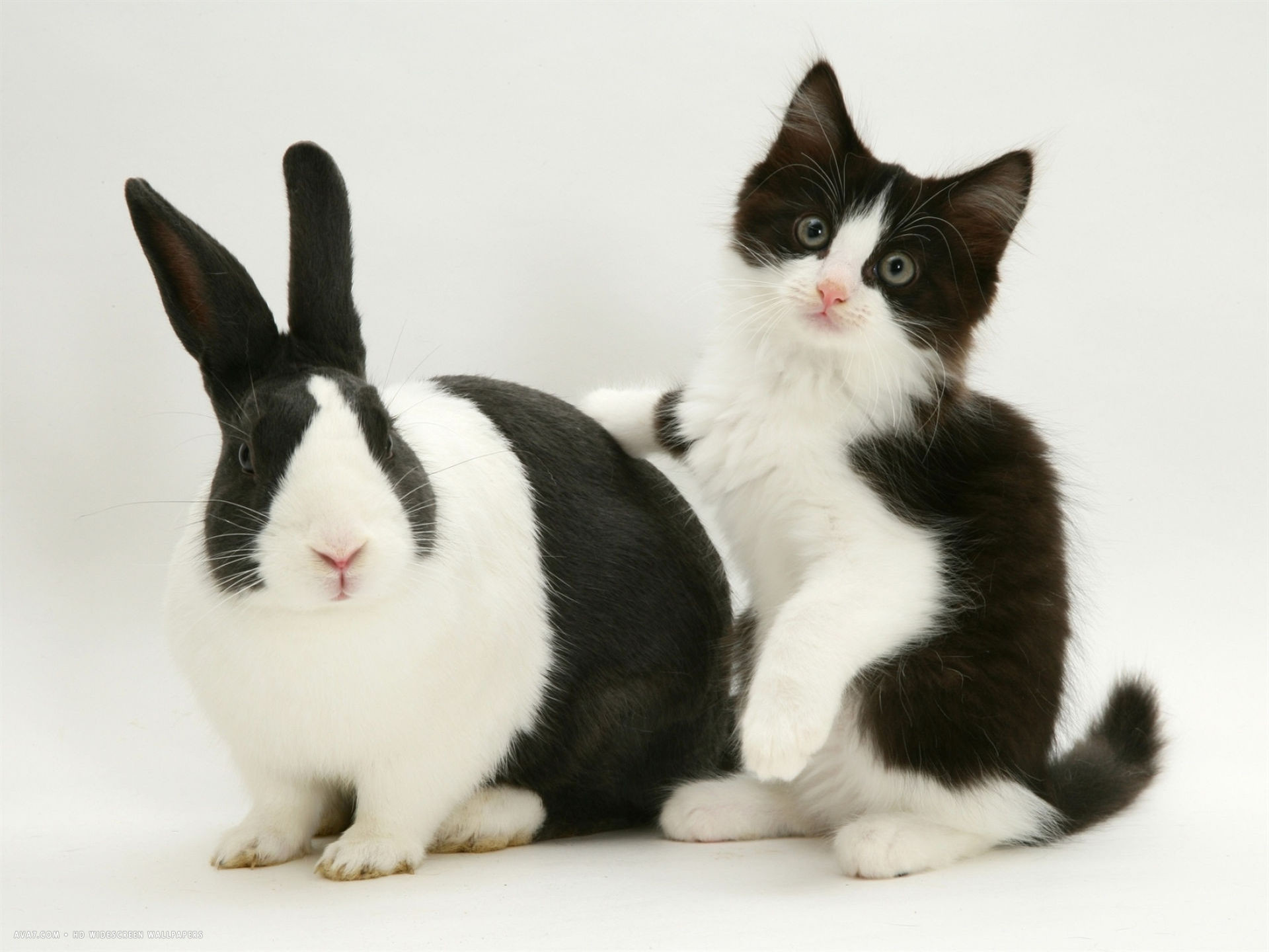 1920x1440 black dutch rabbit with black and white kitten desktop wallpaper