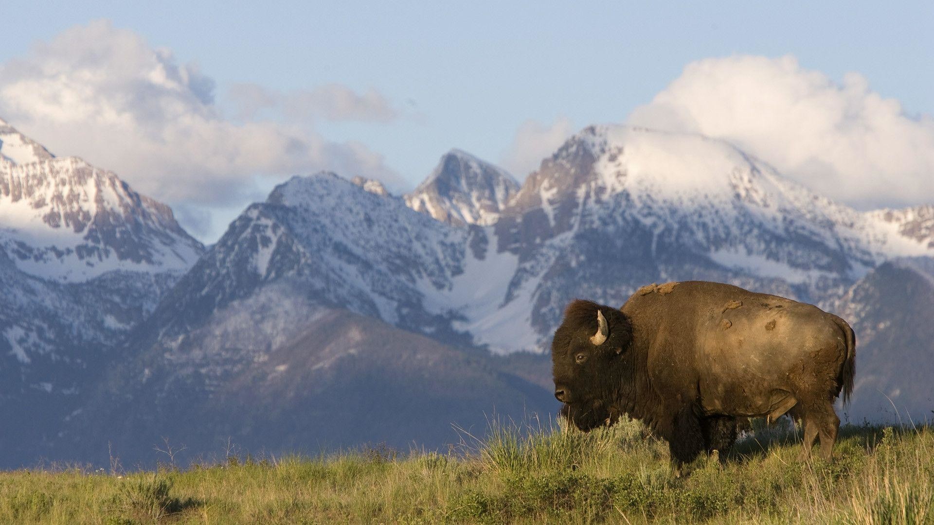 1920x1080 American Bison Wallpaper | Pictures of Bison | Cool Wallpapers