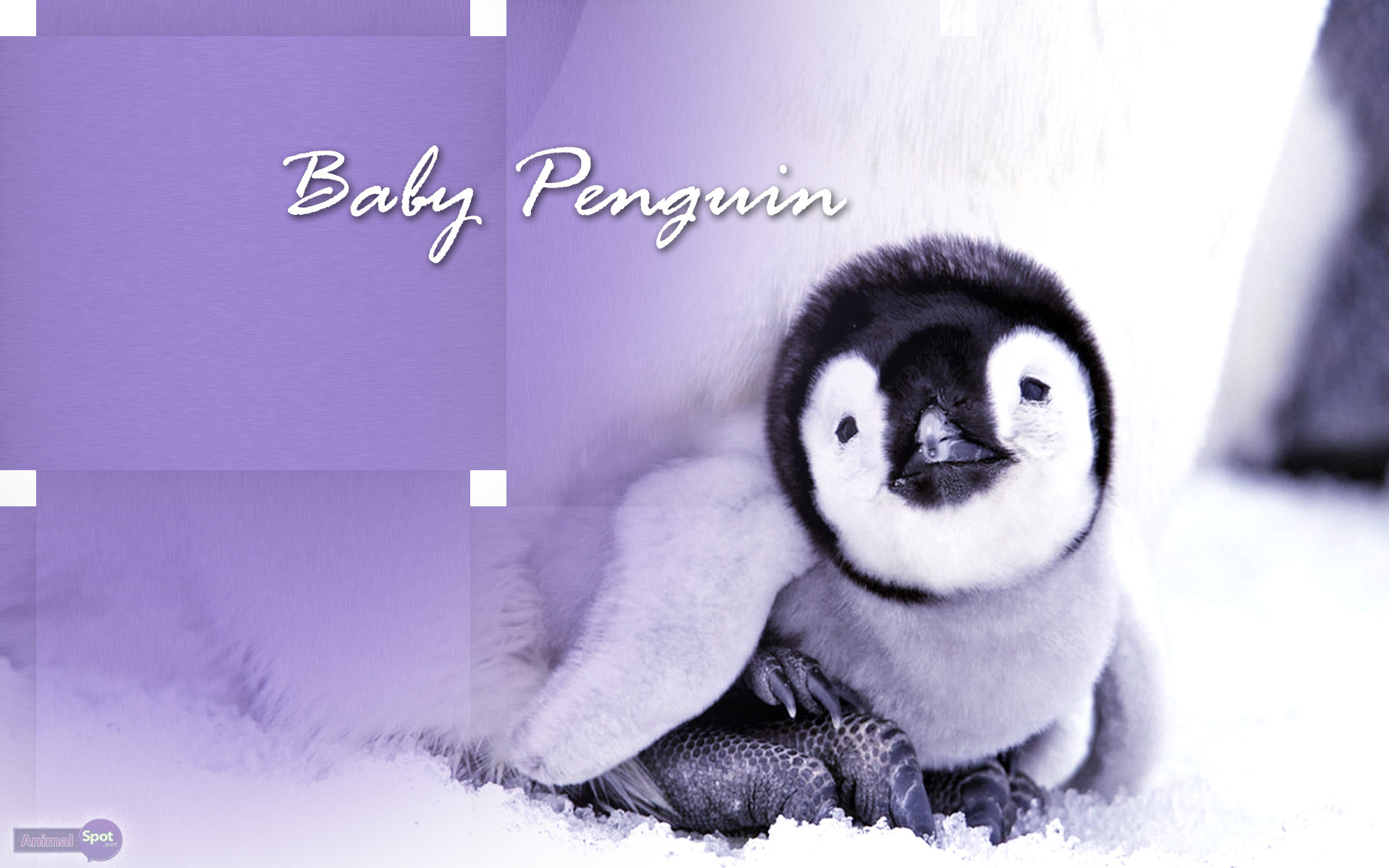 1920x1200 Best Penguin Wallpapers and Backgrounds