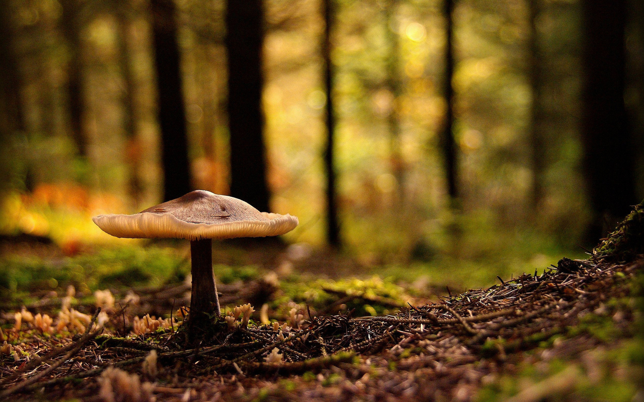 2560x1600 Forest Mushroom wallpapers and images wallpapers pictures photos 