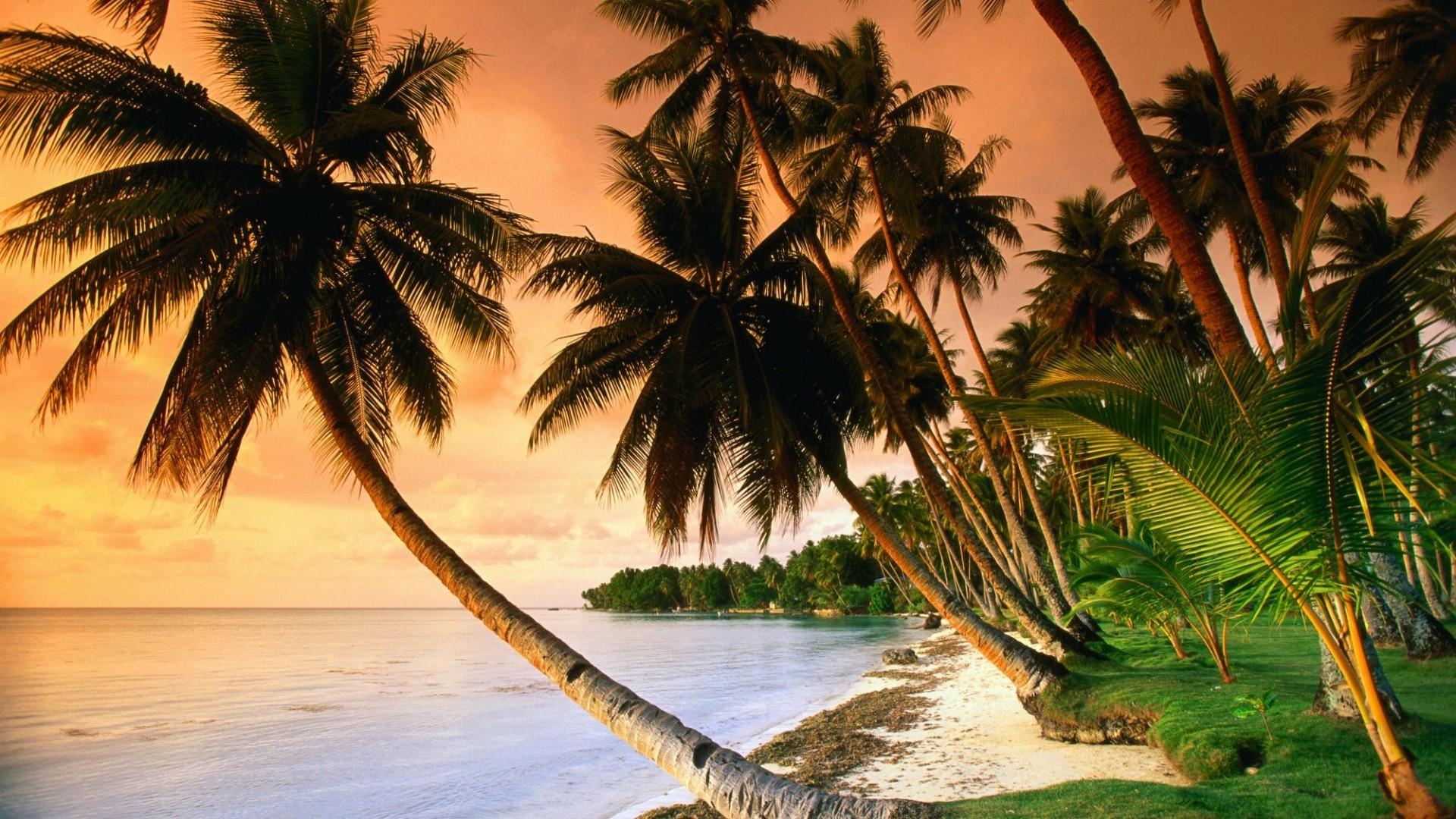 1920x1080 Title. Exotic beach with palm trees in the sunset ð´