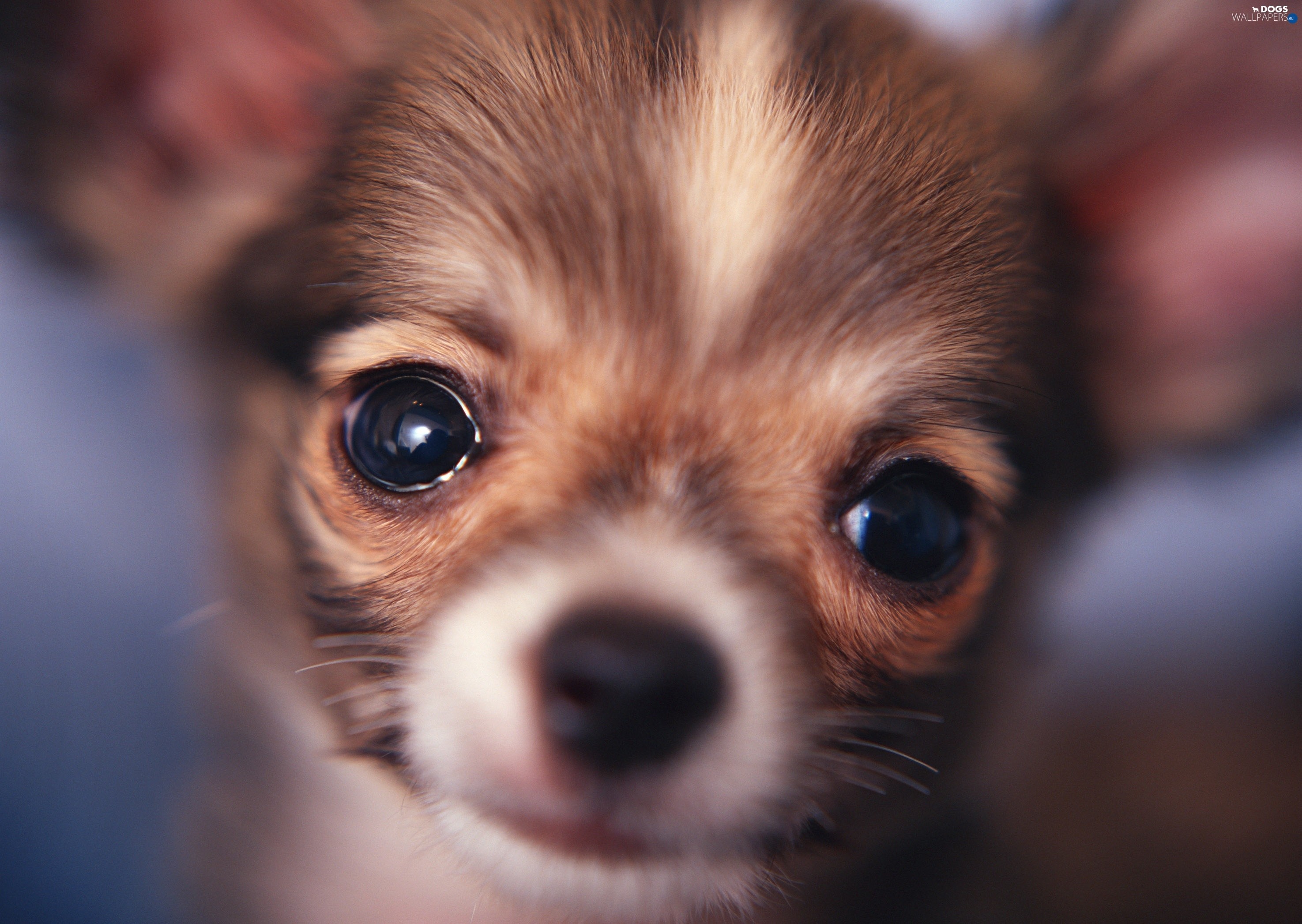 2950x2094 Chihuahua, Eyes, dog, mouth