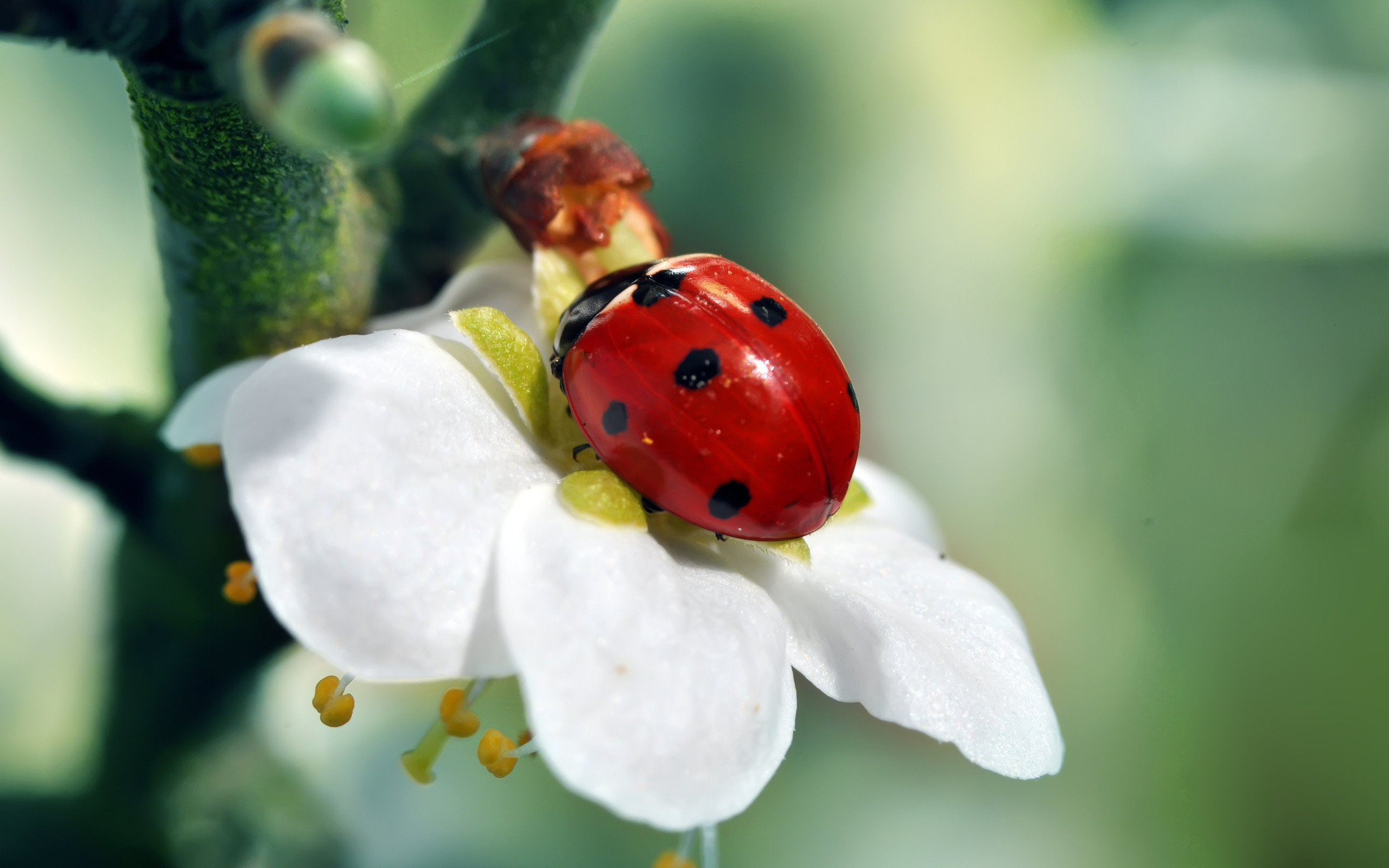 2560x1600 Animal - Ladybug Wallpaper