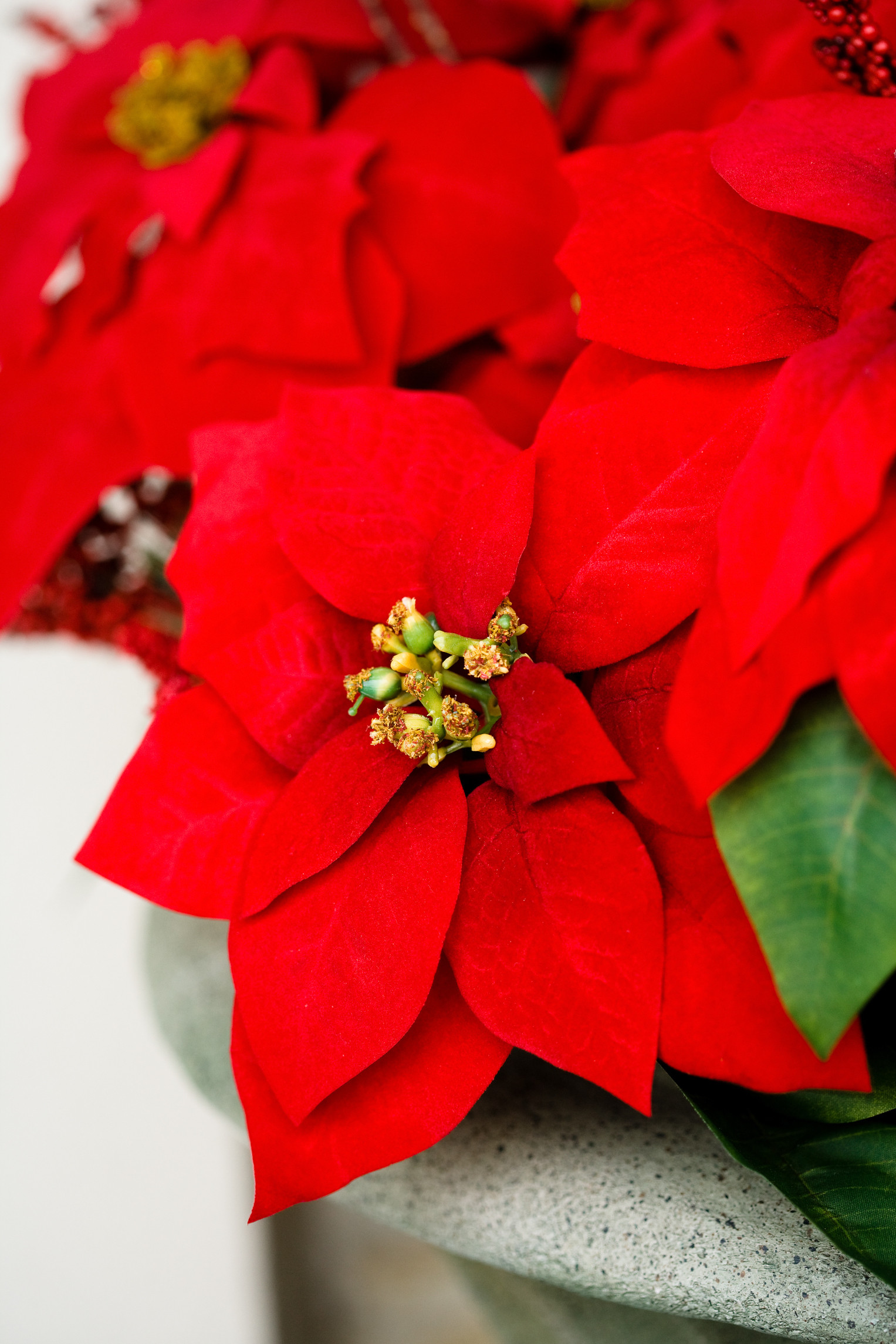 1527x2290 Nice wallpapers Poinsettia px