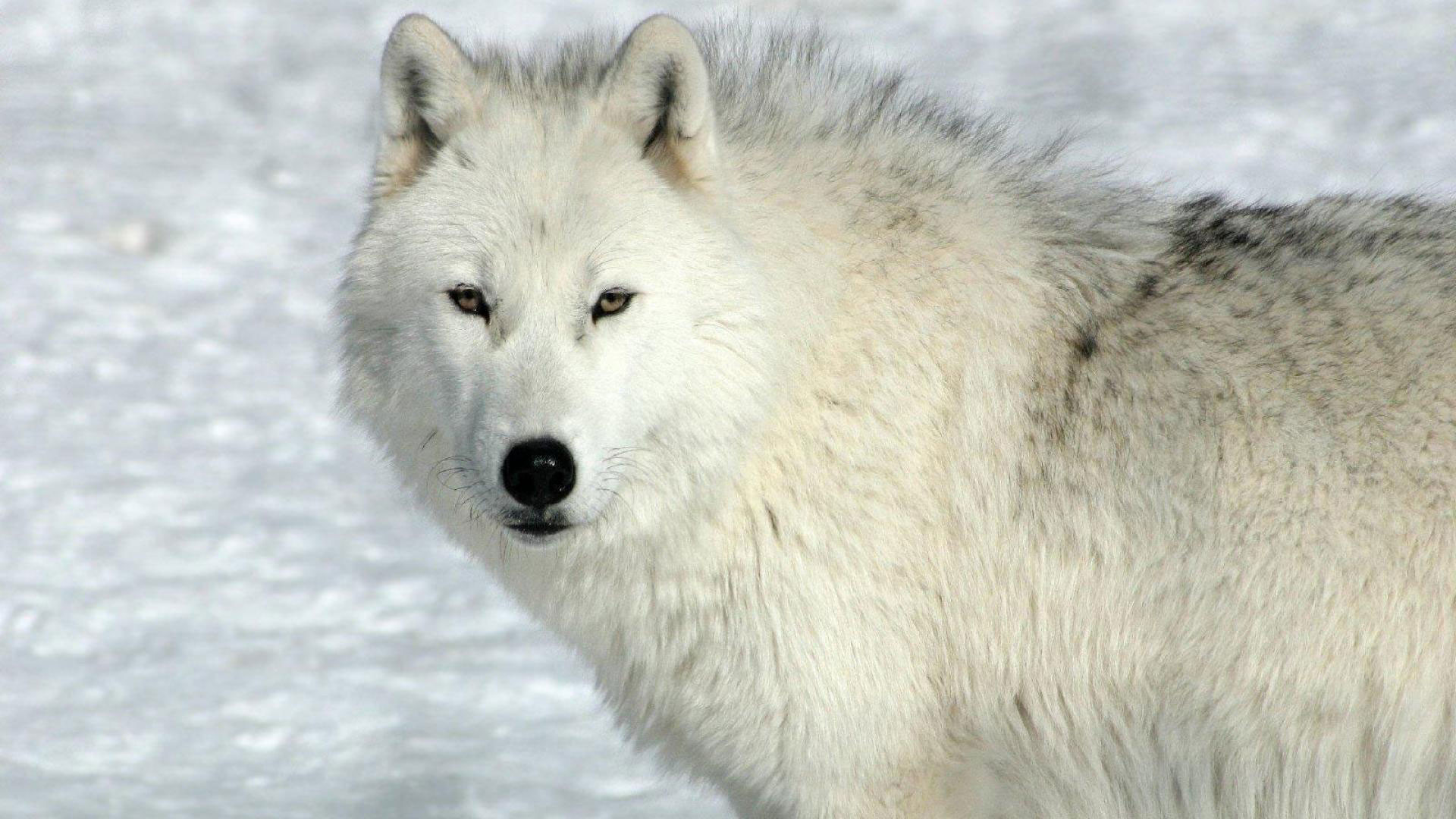 1920x1080 hd pics photos cute white wolf snow ice attractive wild animals hd quality desktop  background wallpaper