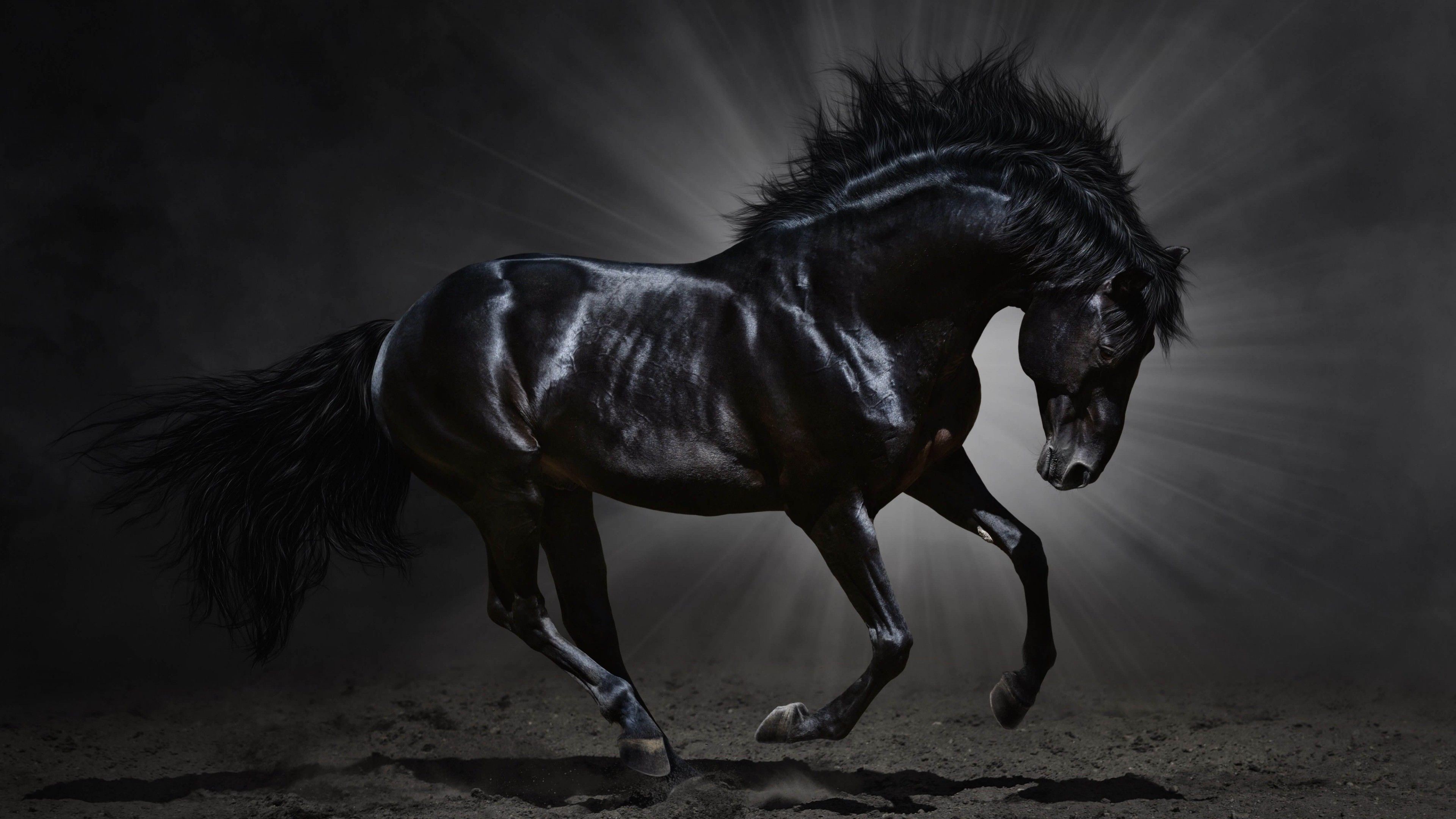 3840x2160 Friesian horse wallpapers background pictures jpg  Friesian horse  backgrounds