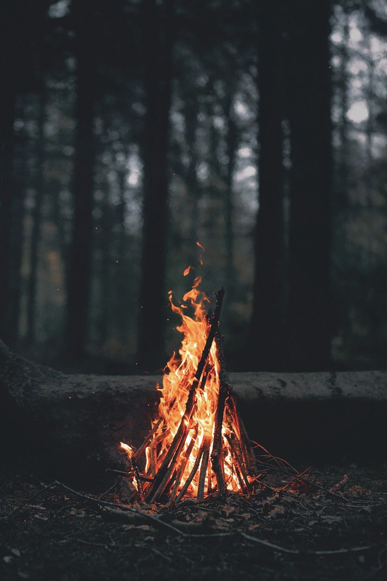 1280x1920 portrait Display, Nature, Trees, Forest, Fire, Wood, Leaves, Dark, Evening,  Branch, Bonfires Wallpapers HD / Desktop and Mobile Backgrounds