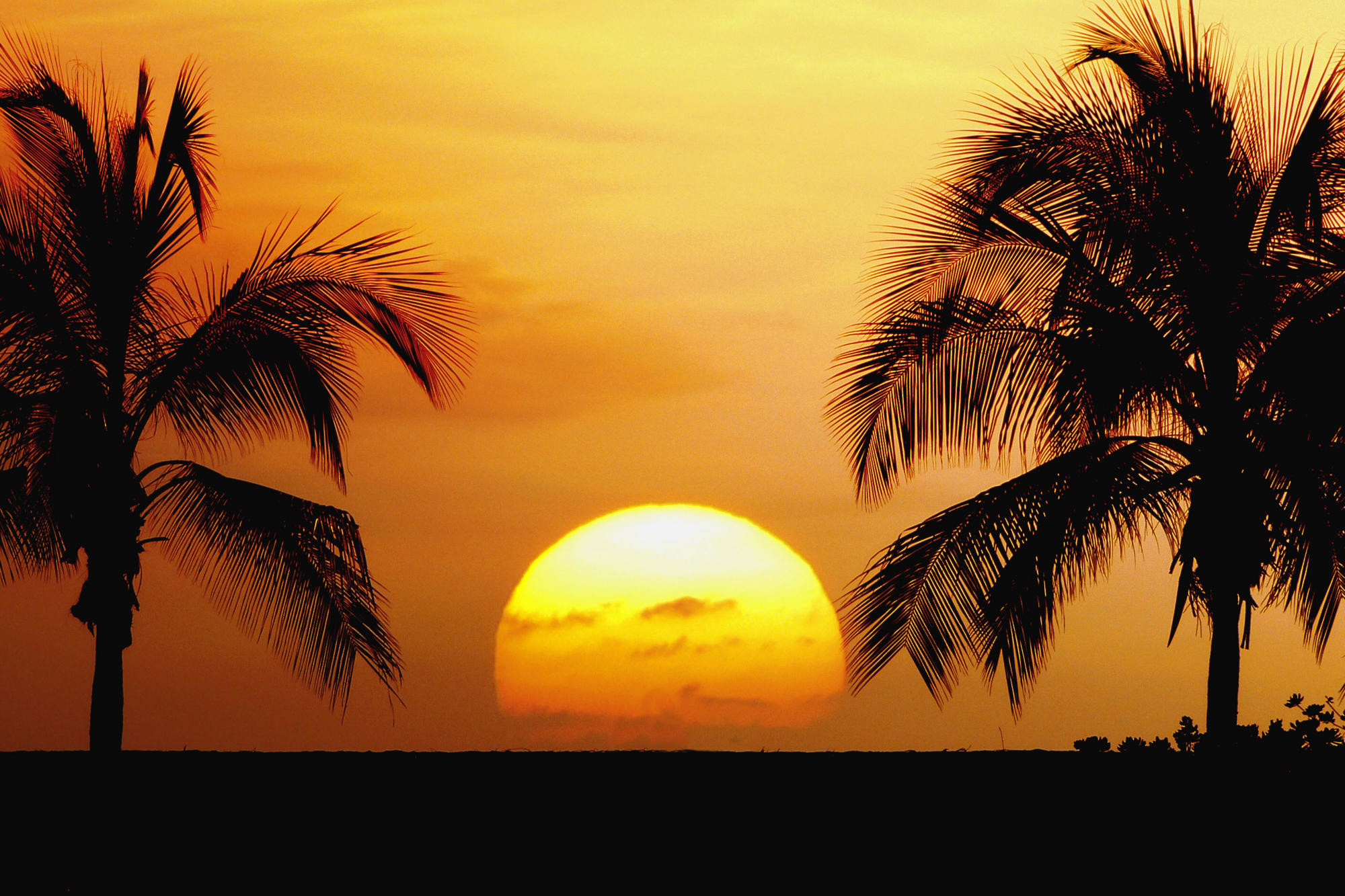 2000x1333 tropical beaches with palm treesbeaches beautiful palm trees sunrise  Wallpaper