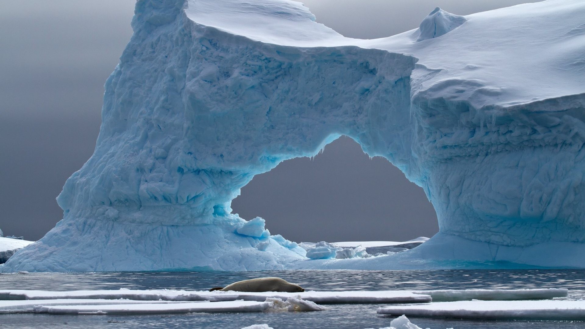 1920x1080 Antarctica Tag - Nature Animal Sea Ice Landscape Arc Iceberg Seal Antarctica  Winter Hd Images Of