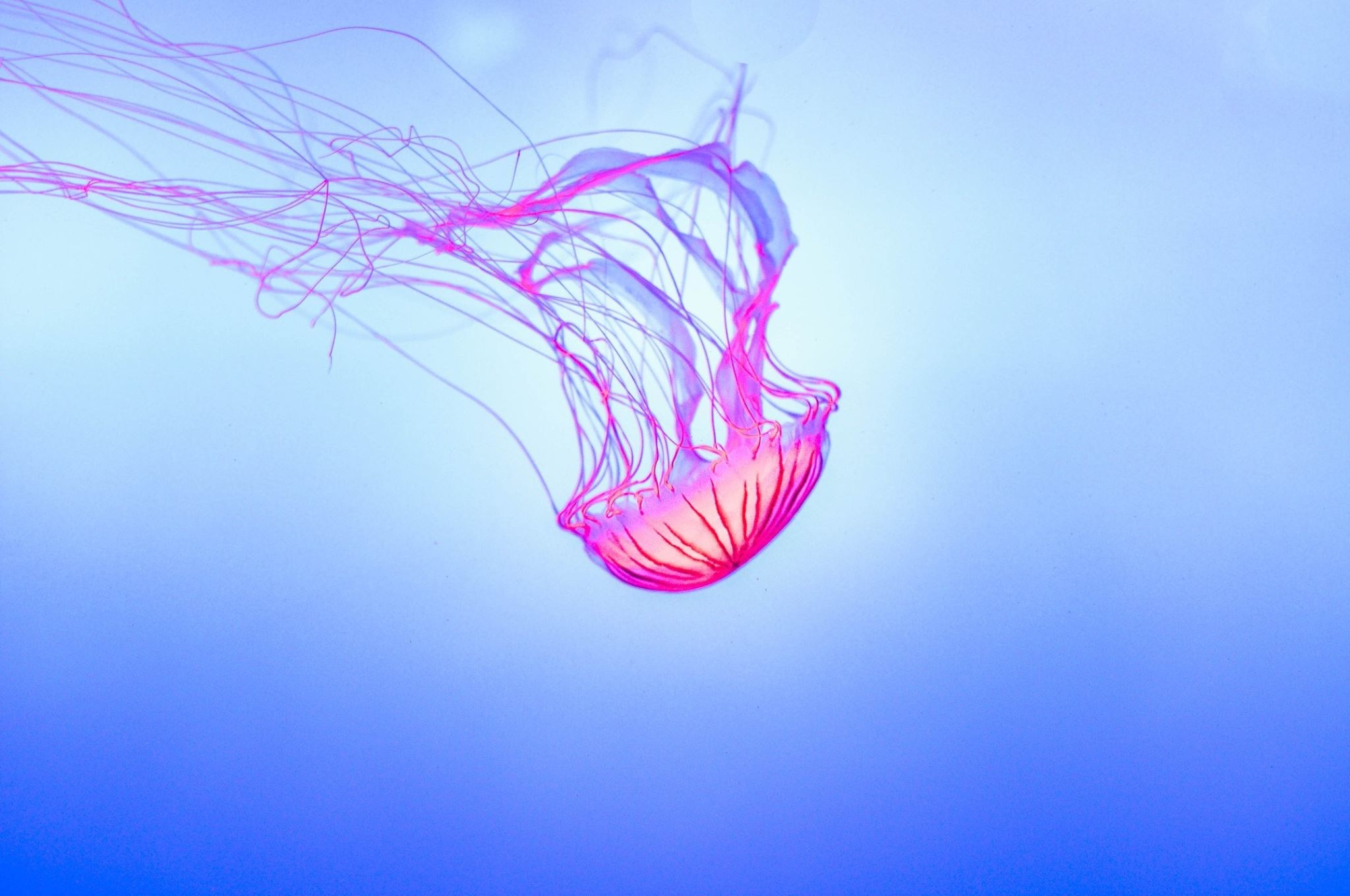 2048x1360 wing glowing wave underwater line jellyfish font jelly illustration  aquarium organ tentacles jelly fish computer wallpaper