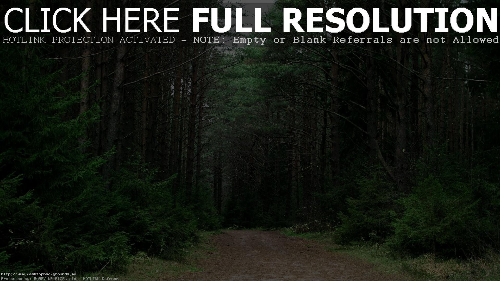 1920x1080 Pine Forest 807177 ...