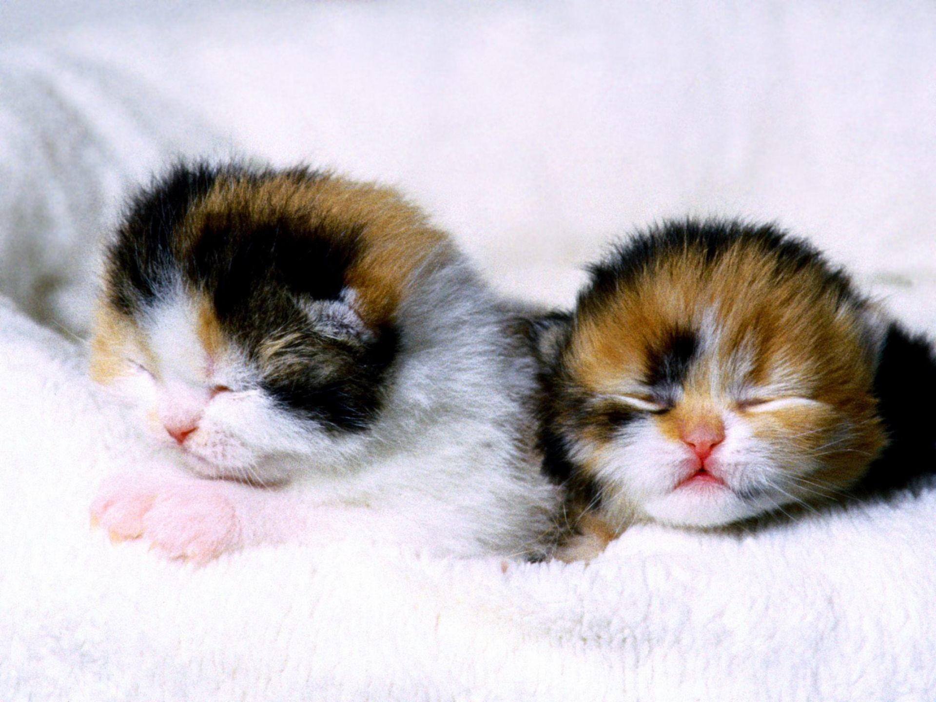 1920x1440 Calico Kittens