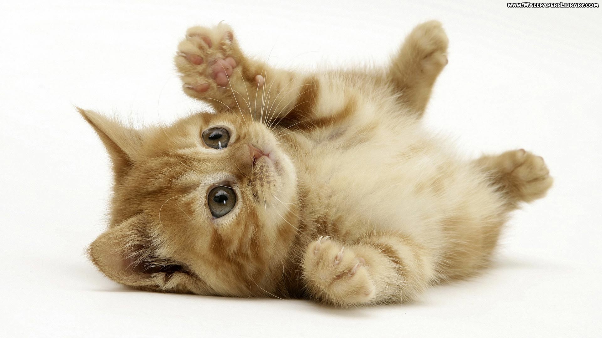 Cute Kitten Desktop Wallpaper 60 images
