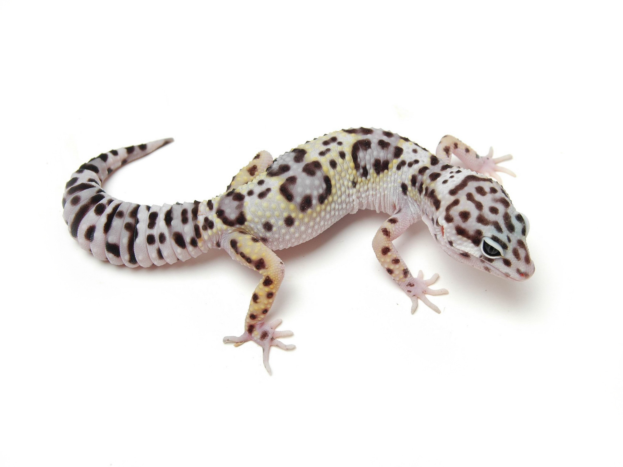 2048x1536 iguana, Reptile, Leaves, Leopard Geckos, Animals Wallpapers HD 950Ã713  Leopard