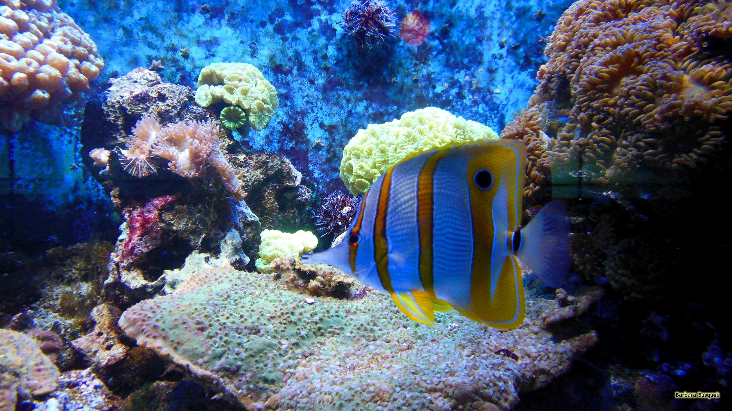2560x1440 HD wallpaper Tropical fish in aquarium