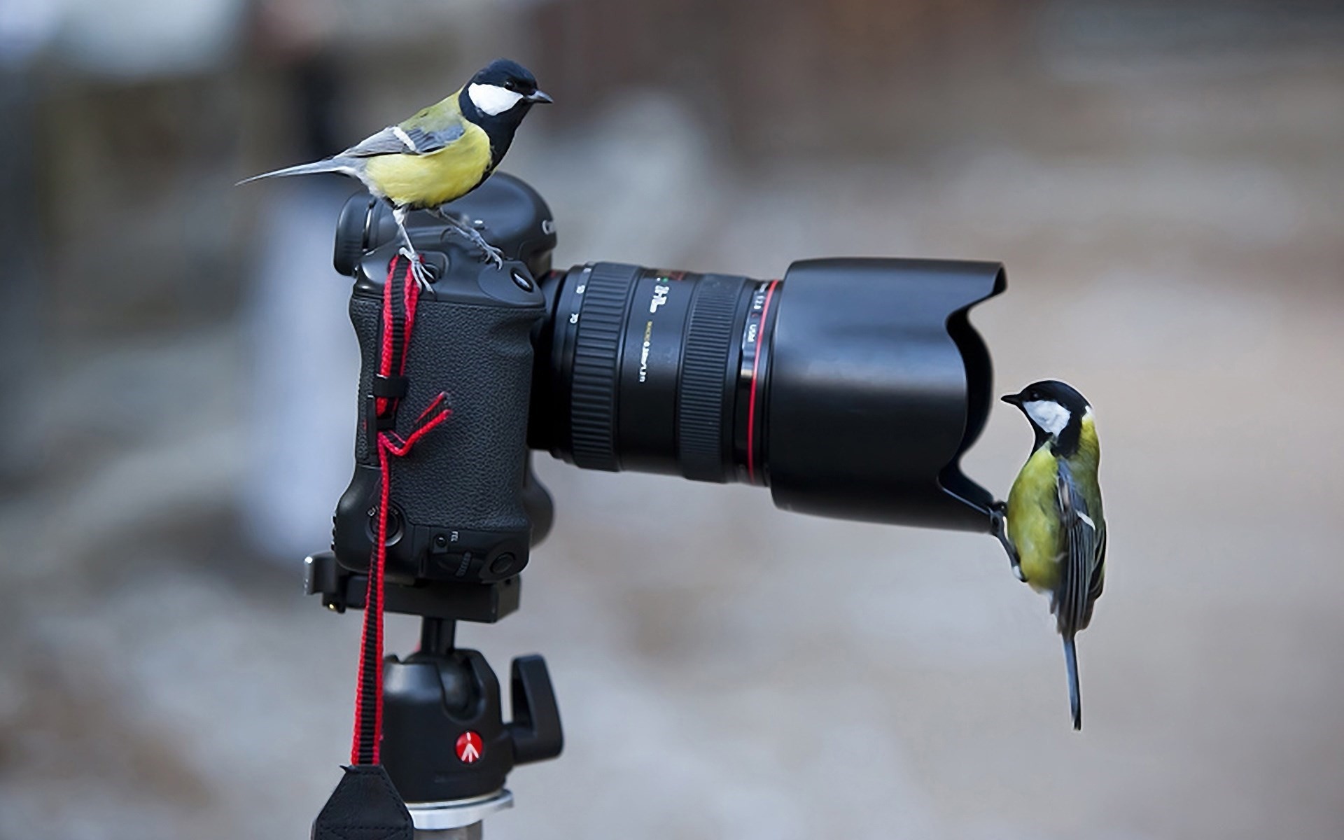 1920x1200 Canon Camera Tripod Curious Birds Desktop Wallpaper Uploaded by DesktopWalls