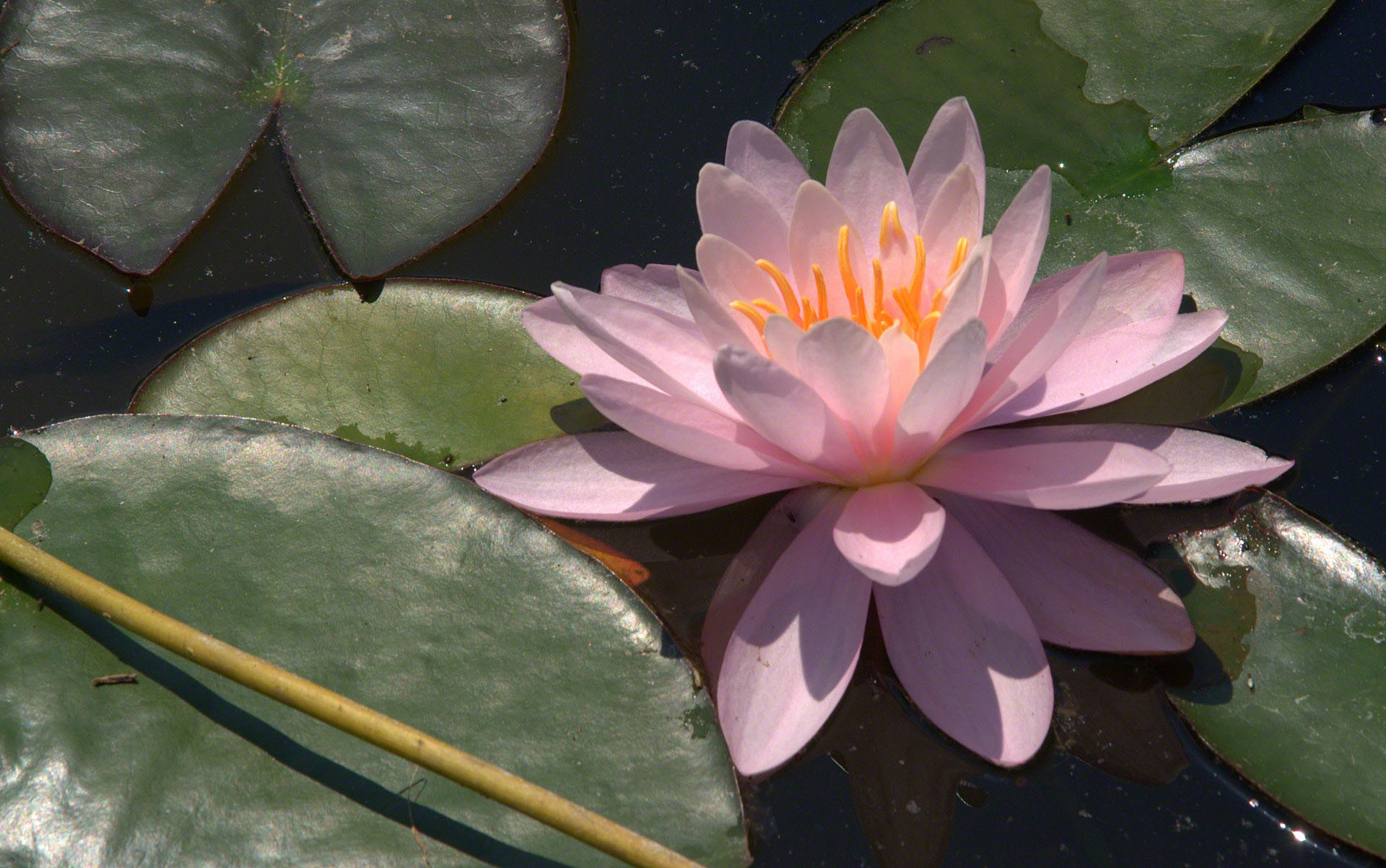 1920x1203 Amazing pink water lily