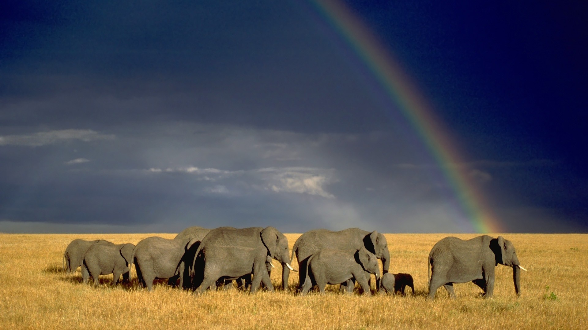 1920x1080 Elephant herd in forest beautiful rainbow nice wallpapers .