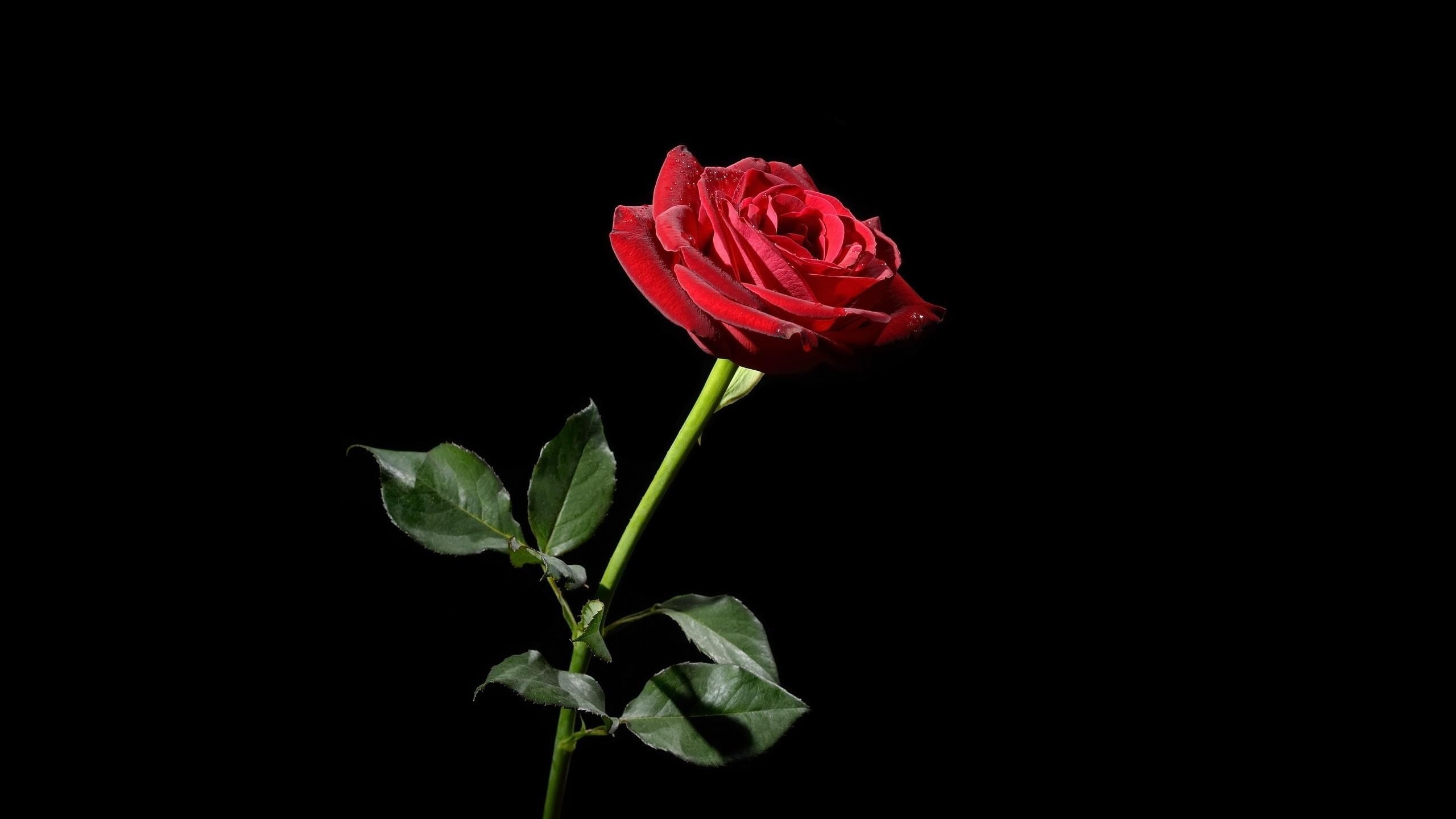 2560x1440 Preview wallpaper rose, red, flower, black background 