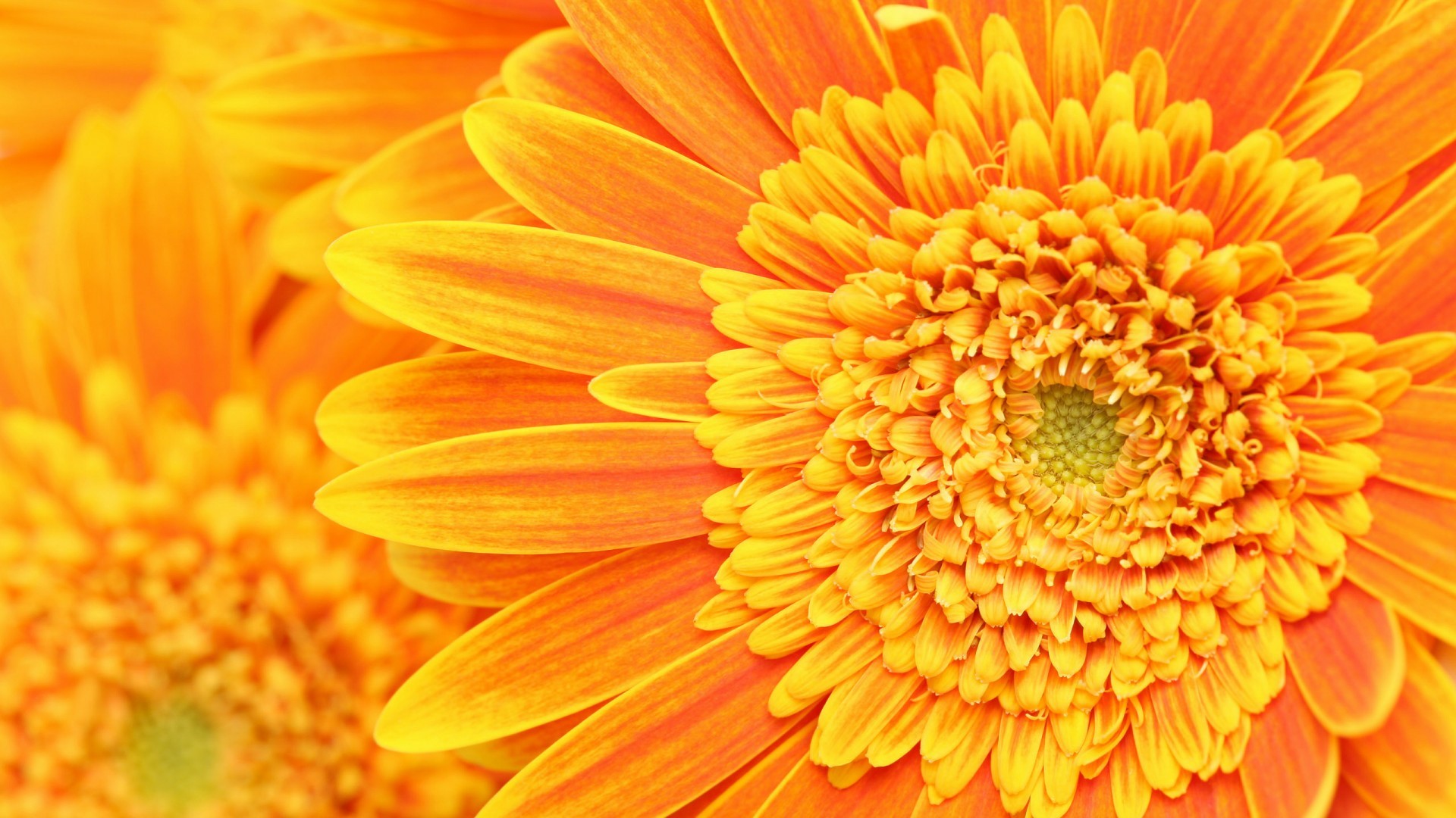 1920x1080 (VITH/2237, 0,38 Mb) Orange Flower Wallpaper Background Desktop
