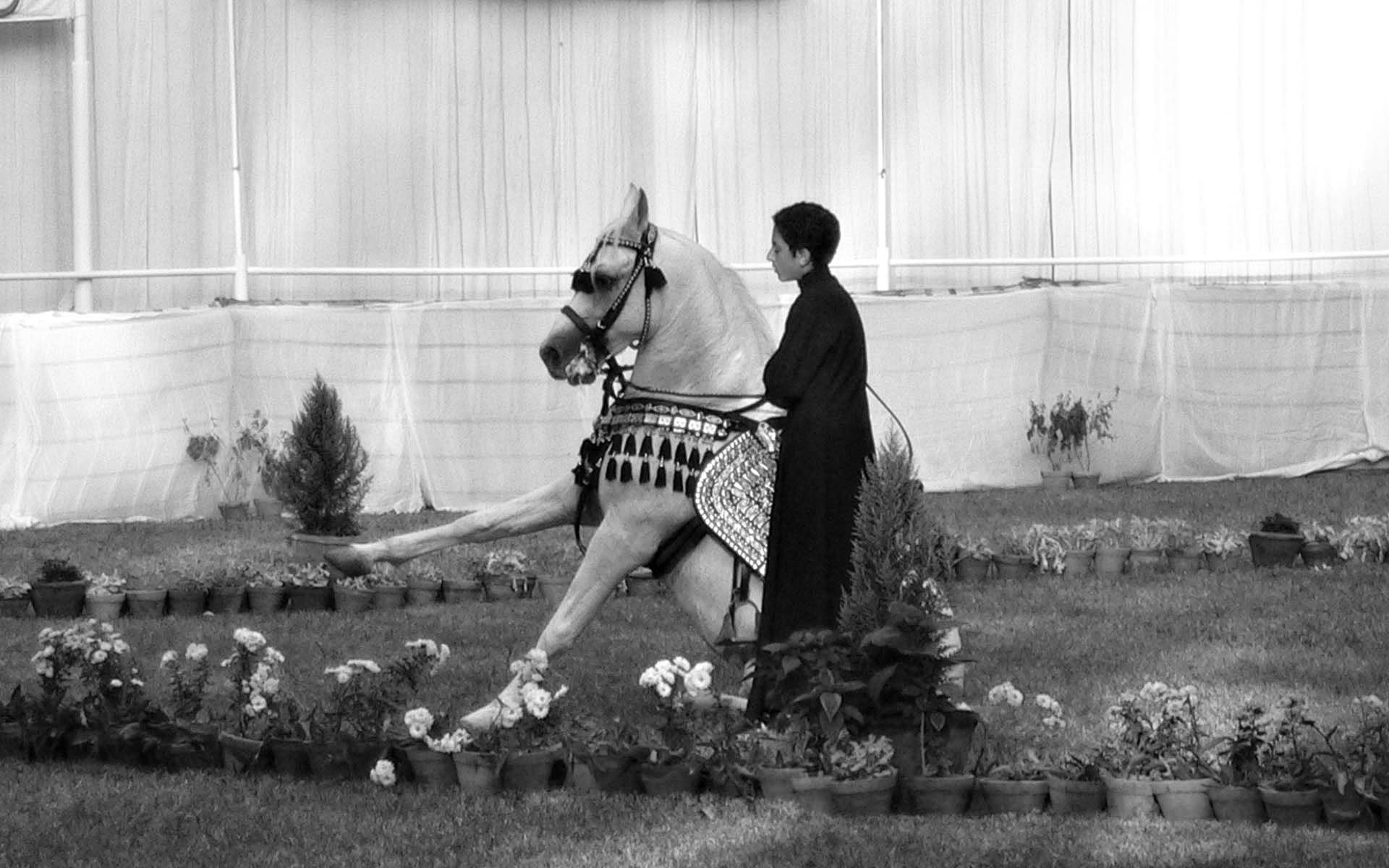 1920x1200 Arabian Horse 363353