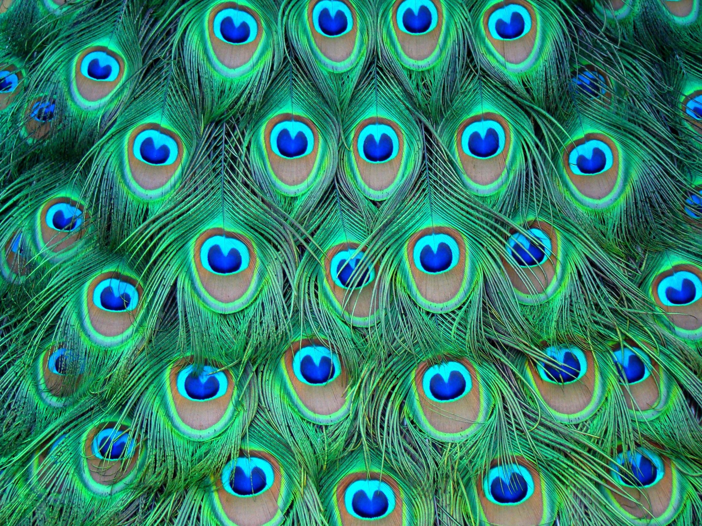 2285x1714 widescreen natural hd image. colorful peacock background