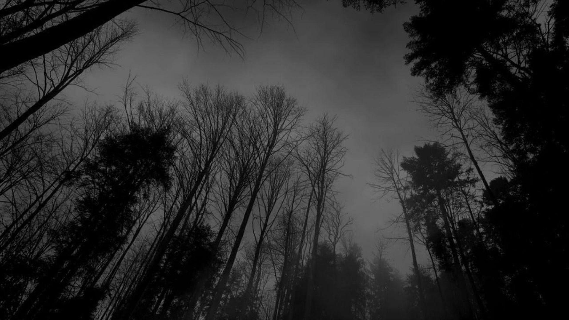1920x1080 Image - Forest-black-white-dark-forest-wallpaper.jpg –