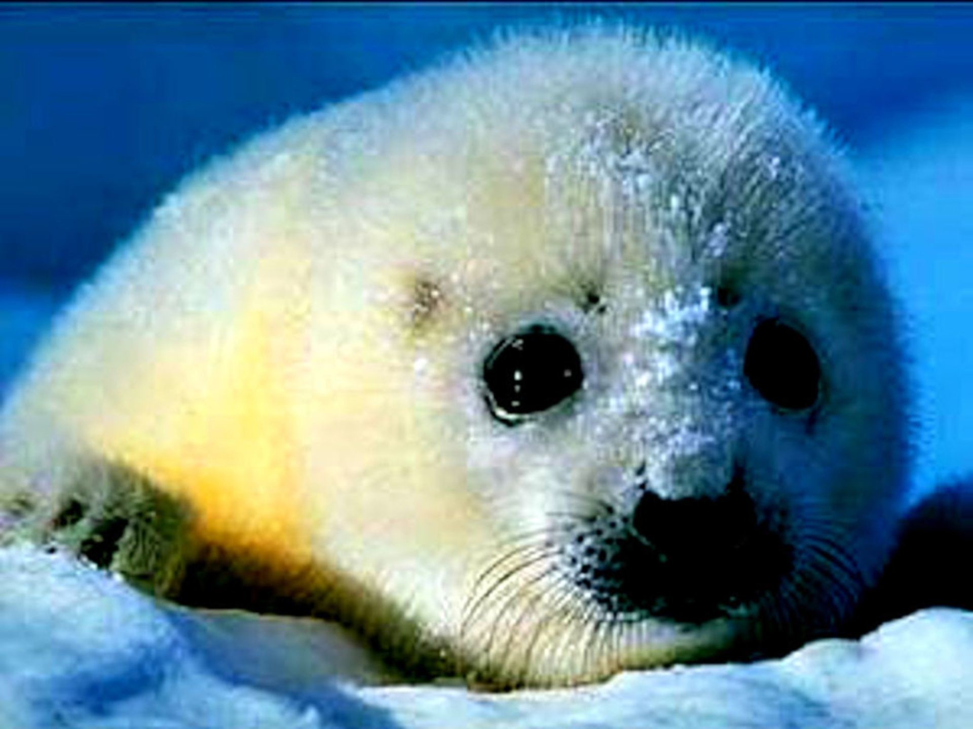 1920x1440 baby seal wallpapers