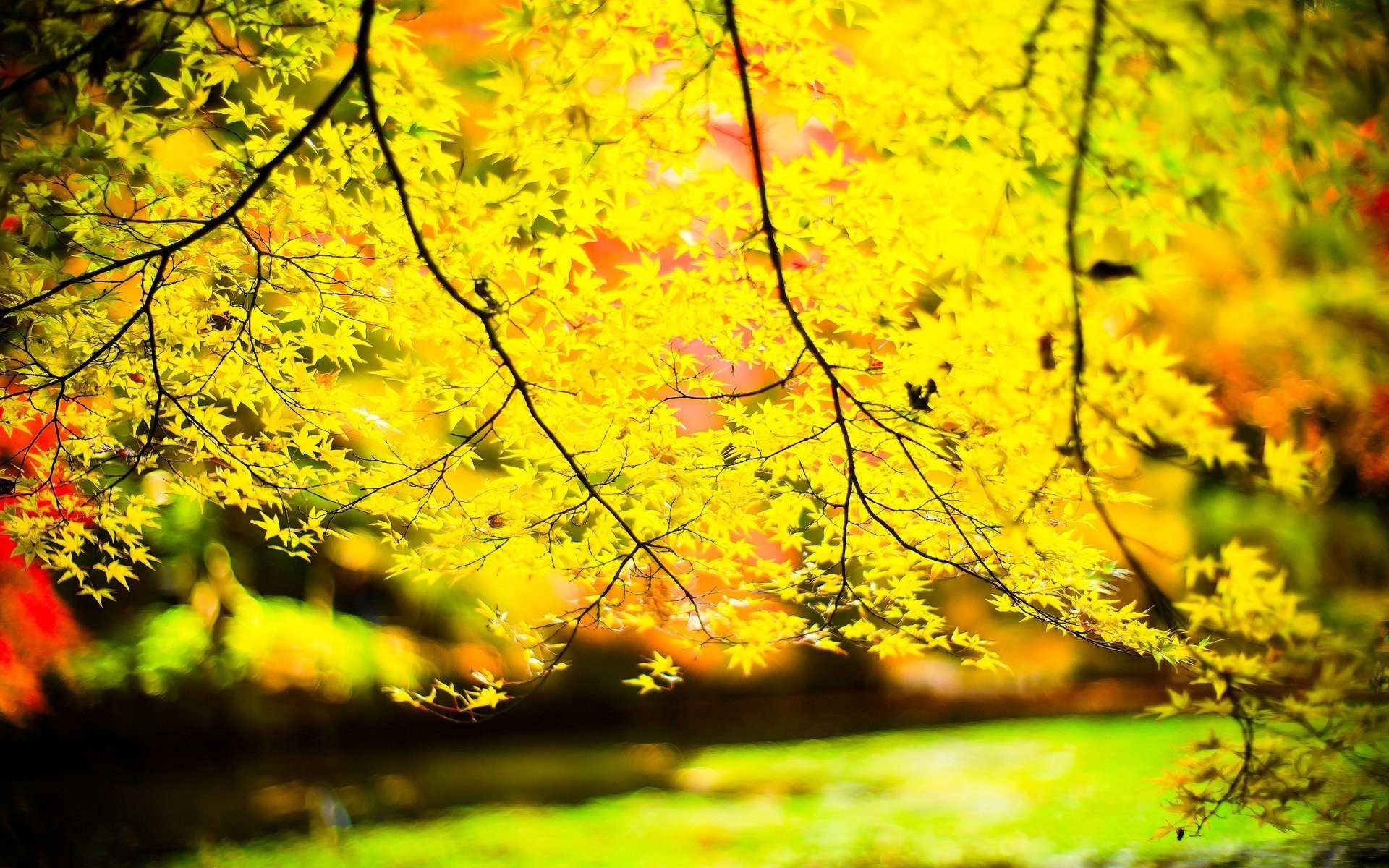 1920x1200 close up leaves leaves yellow tree tree tree trees leave branches sun blur background  wallpaper widescreen