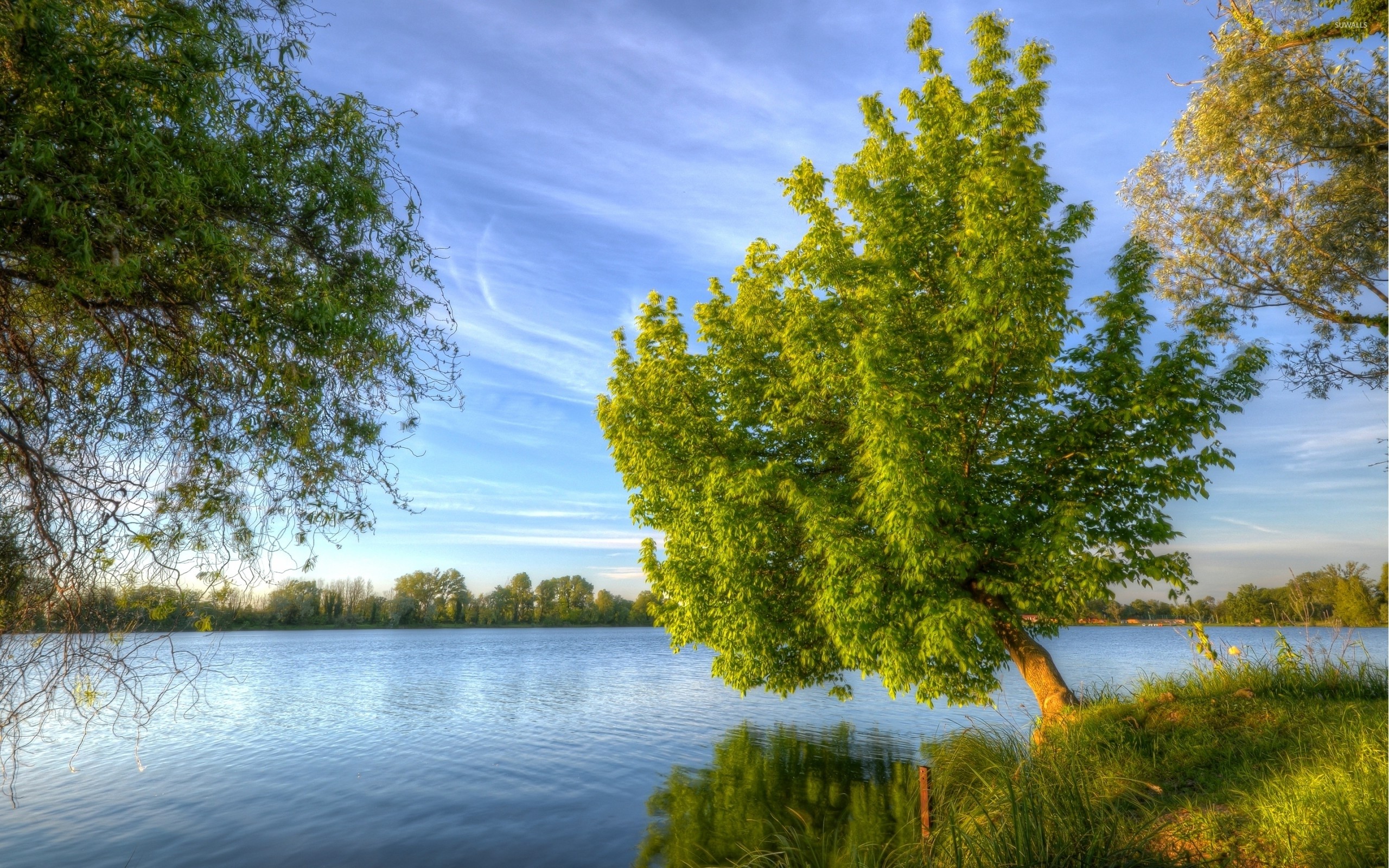 2560x1600 Tree leaning to the water wallpaper