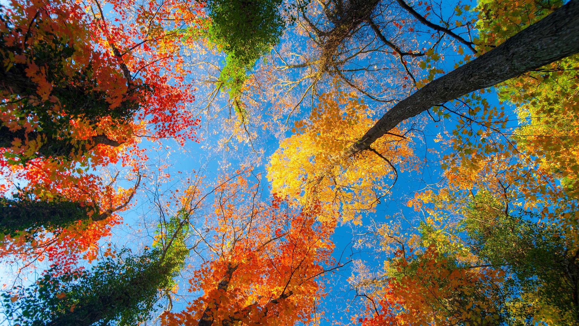 1920x1080 Autumn Trees and Sky View