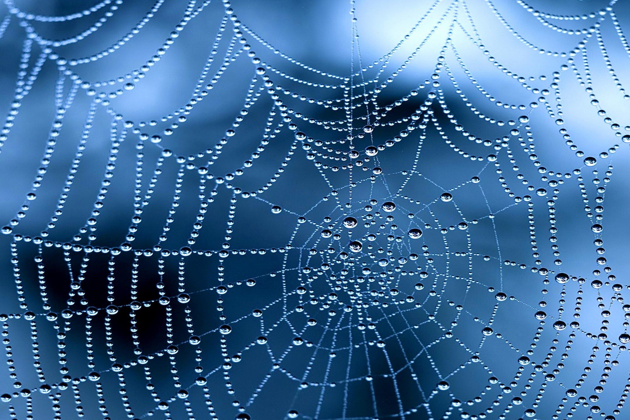 2160x1440 Morning Dew on Spider Web