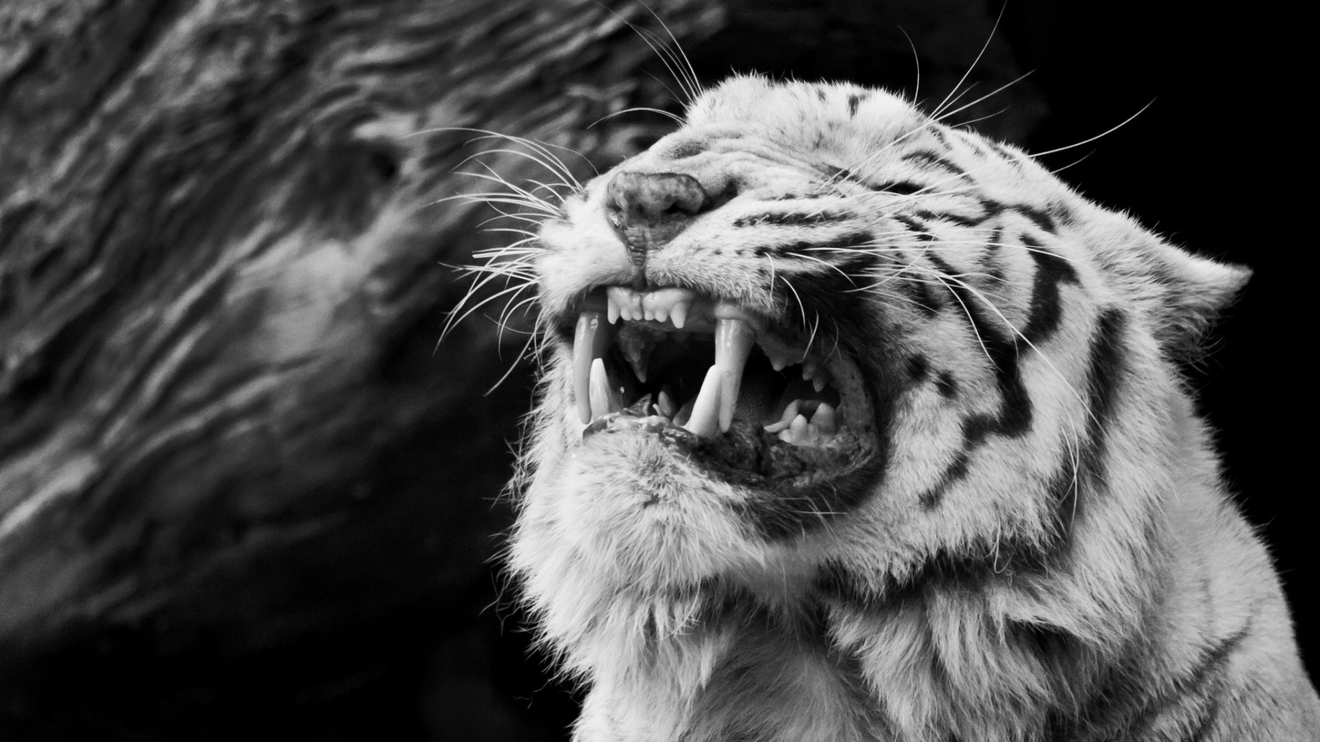 1920x1080 free white tiger picture hd wallpapers background photos apple artworks  high definition best wallpaper ever wallpaper