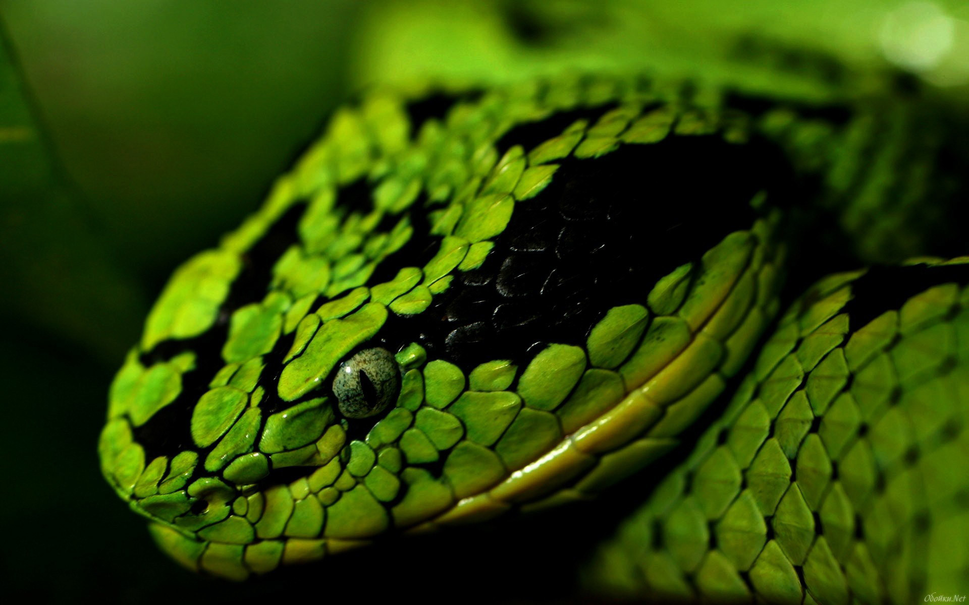 1920x1200 green-snake-1024x640