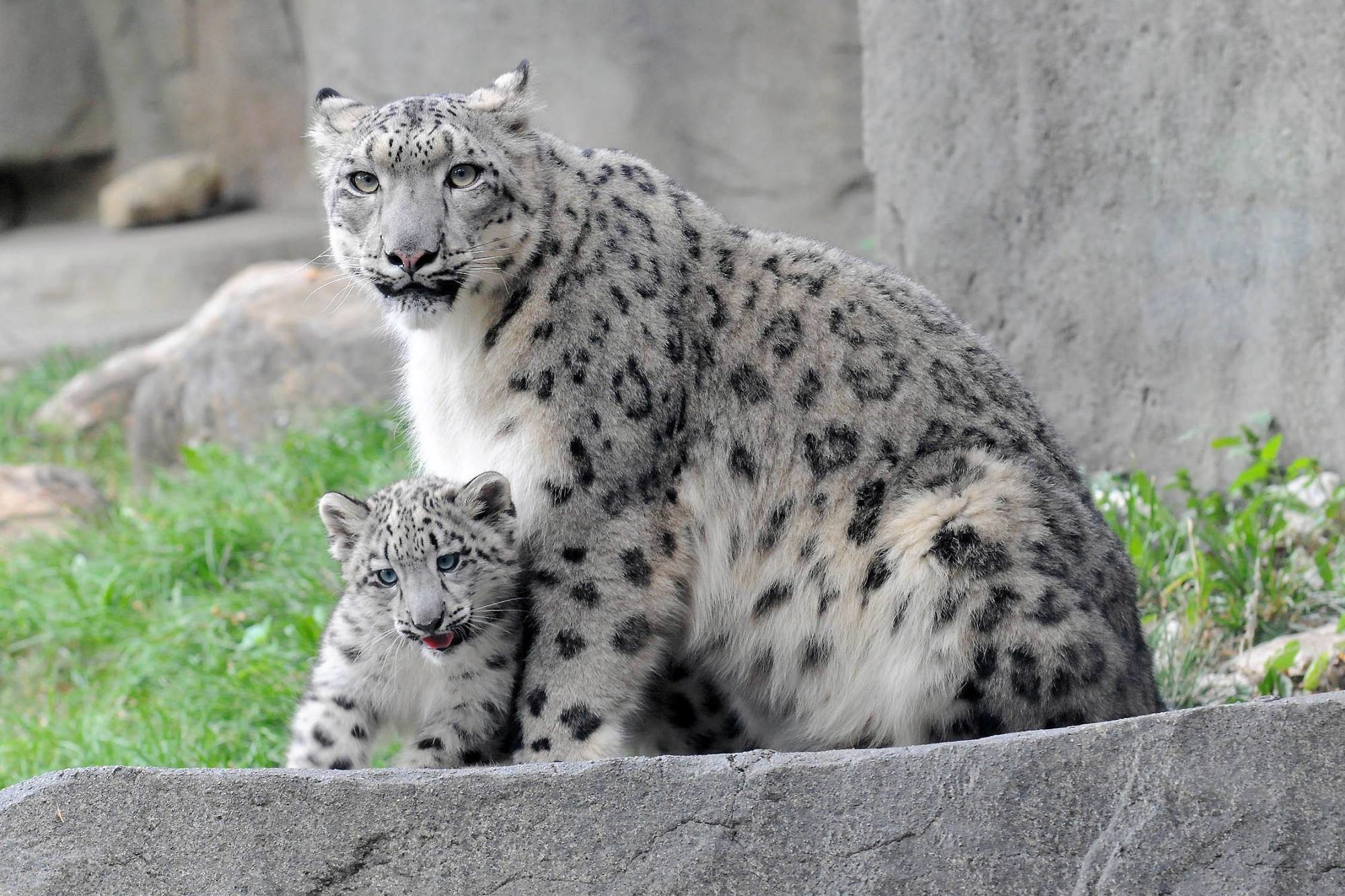 2000x1333 Best Snow Leopard Wallpapers in High Quality, Sharla Riser for PC & Mac,  Laptop, Tablet, Mobile Phone