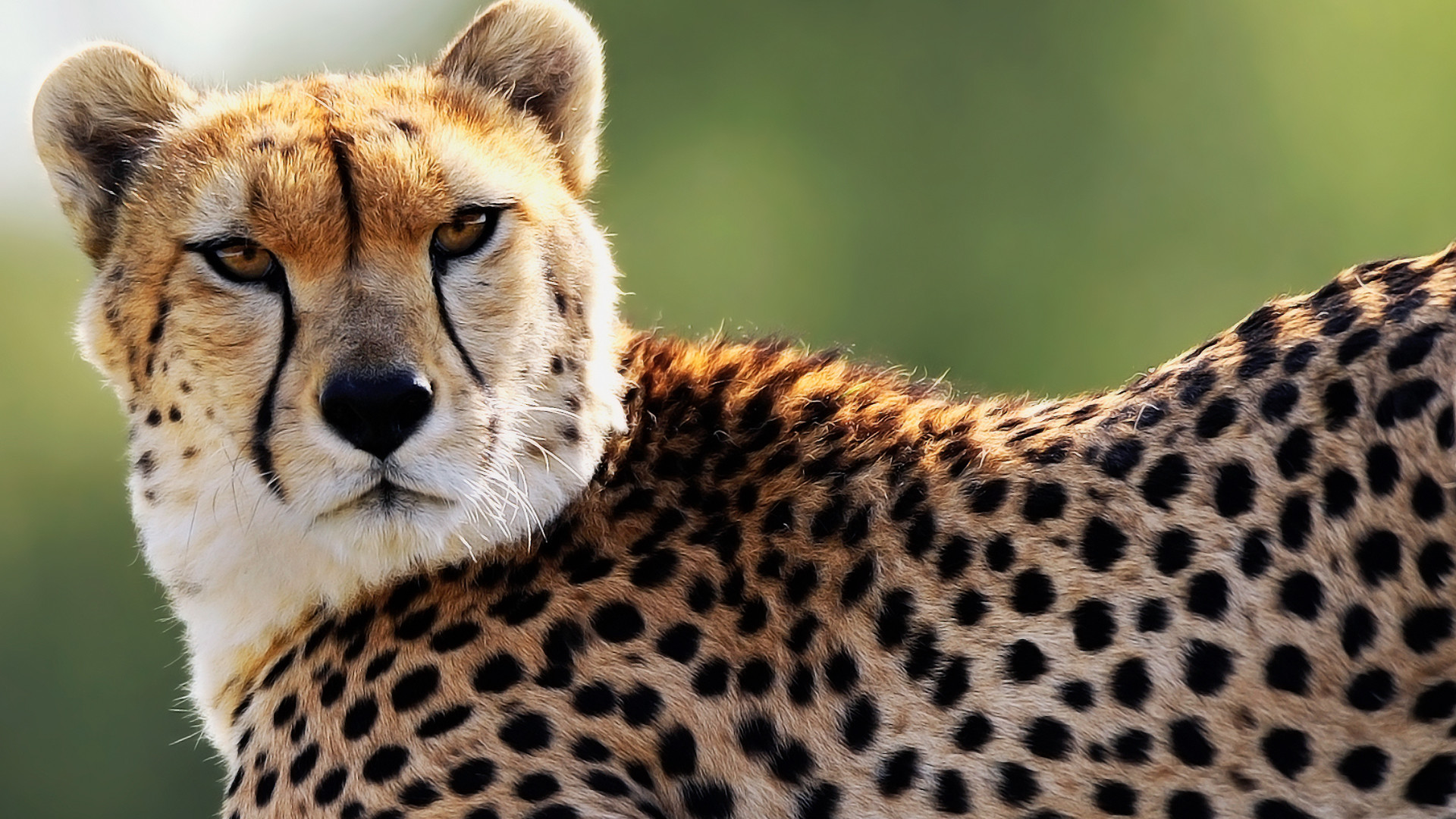 1920x1080 pictures cheetah wallpapers hd hd wallpapers amazing cool desktop wallpapers  for windows mac tablet download free 1920Ã1080 Wallpaper HD