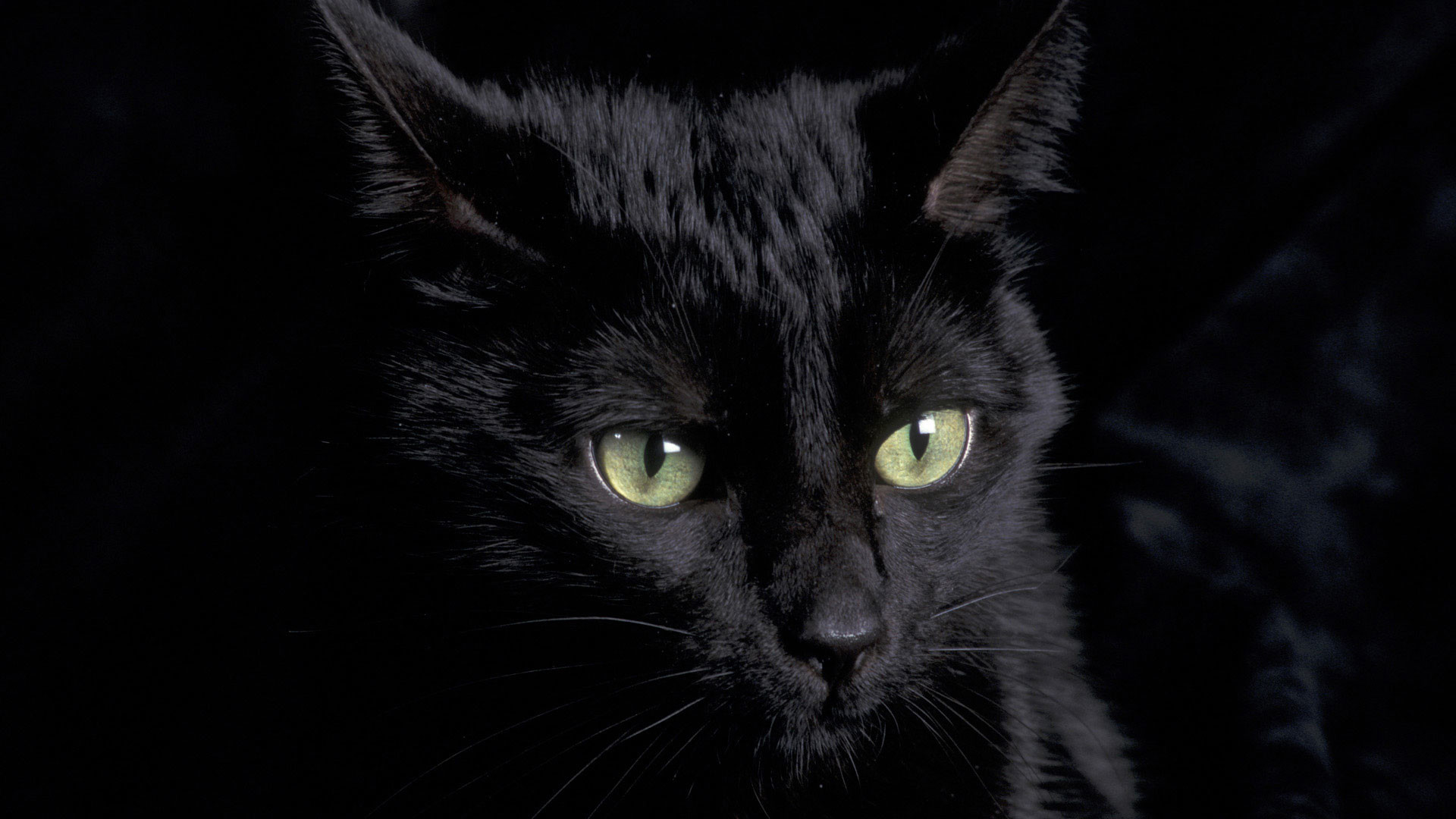 1920x1080 hd pics photos attractive pure black cat hd quality desktop background  wallpaper