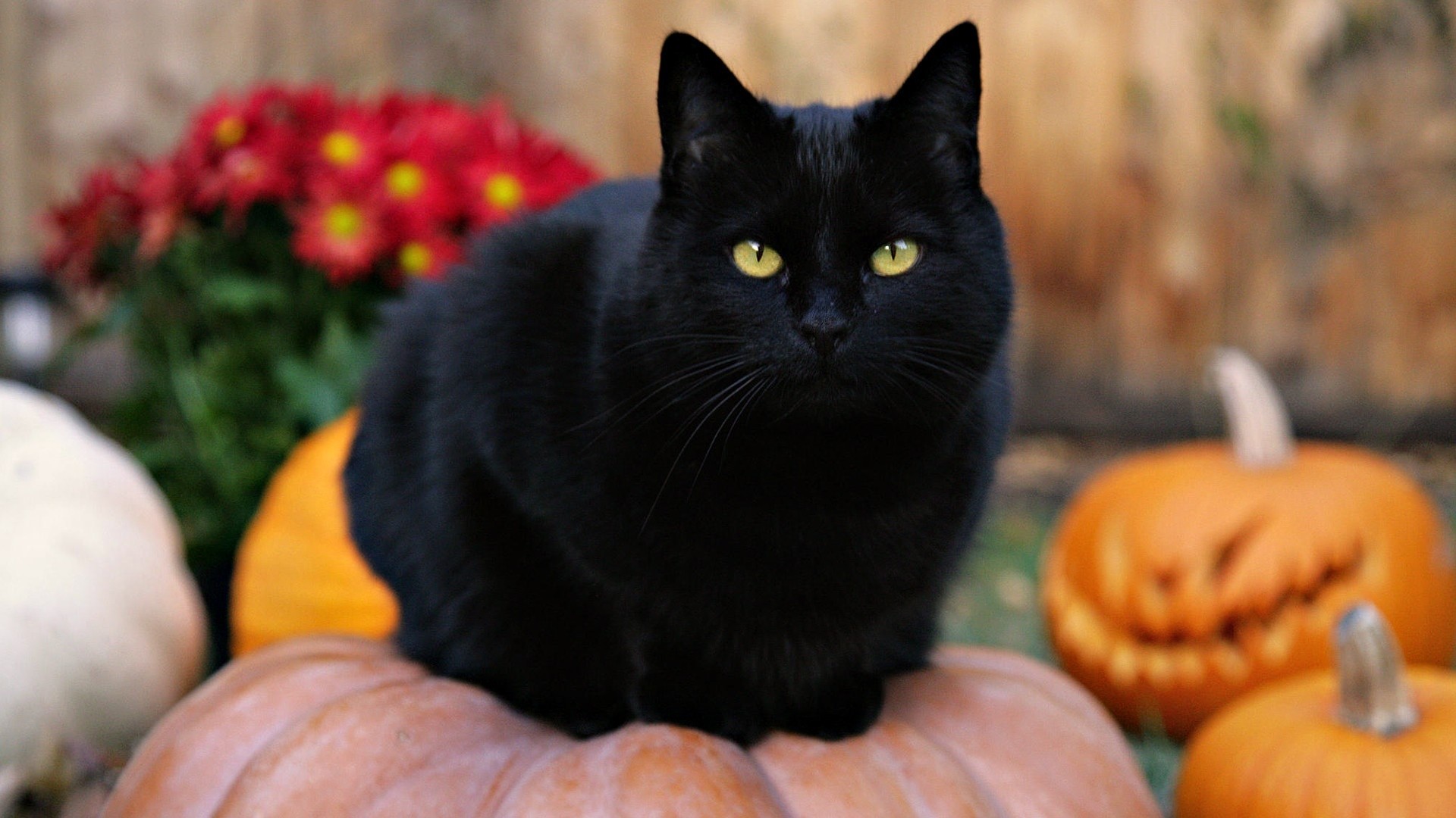 1920x1080 Tips For Keeping Your Cat Safe And Happy In Halloween | WishForPets