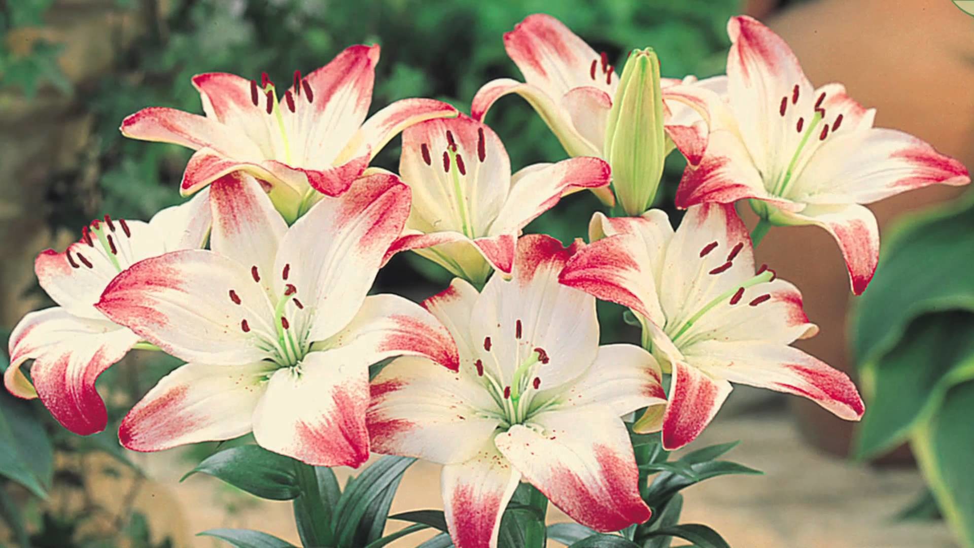 1920x1080 How to plant Asiatic Lilies: Jeff Turner plants short stemmed Lilies -  YouTube