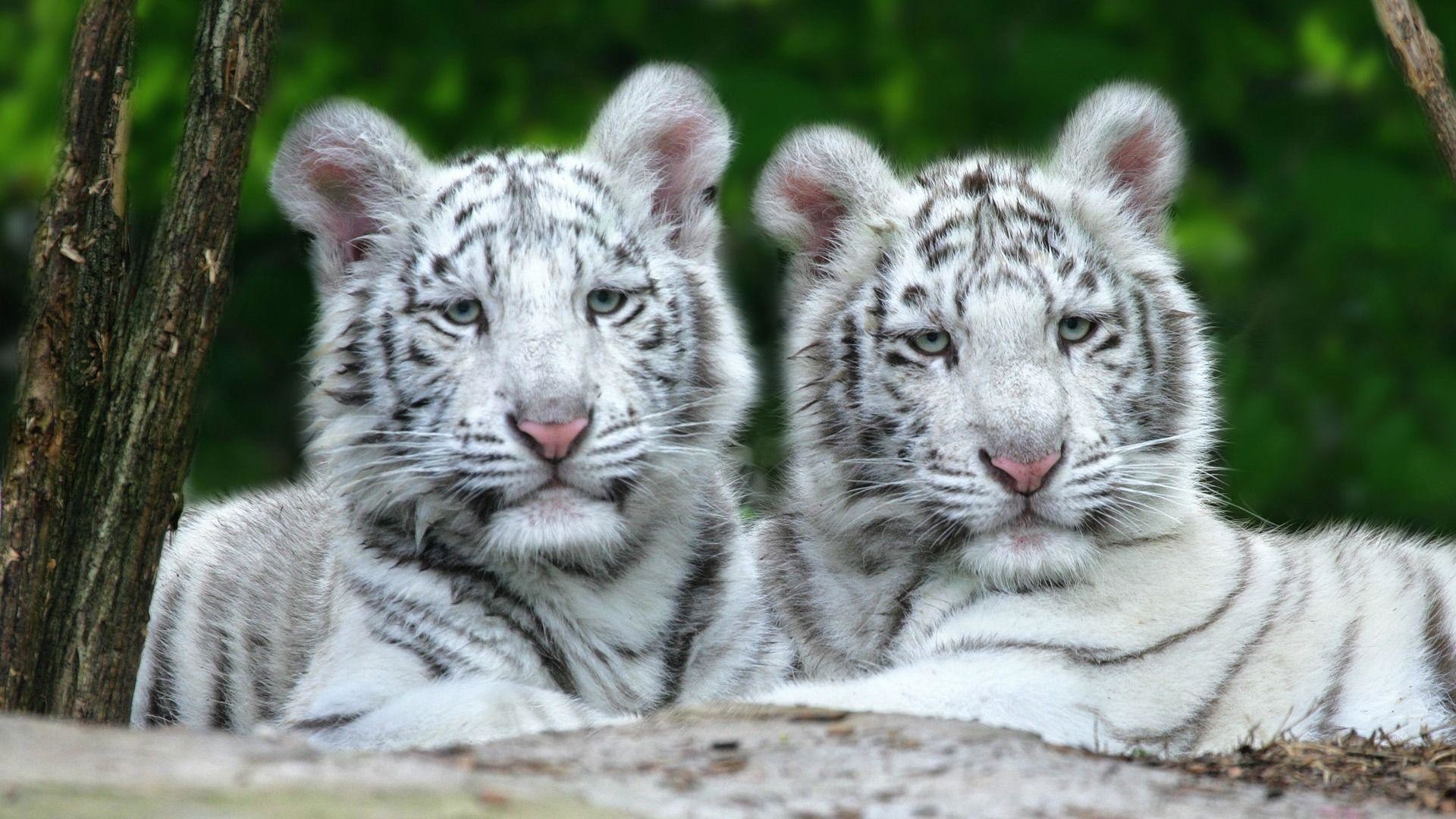1920x1080 Images For > White Tiger Wallpaper Hd Widescreen