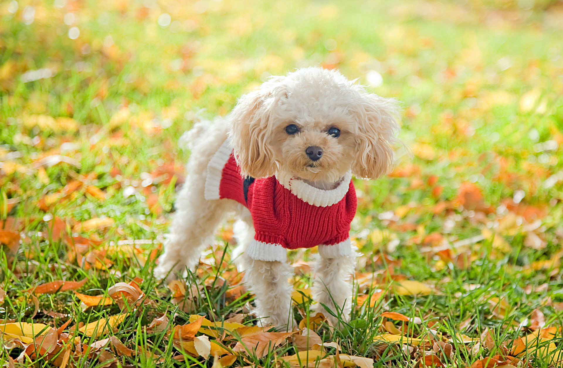 1920x1256 My Poodle HD Wallpapers New Tab Theme