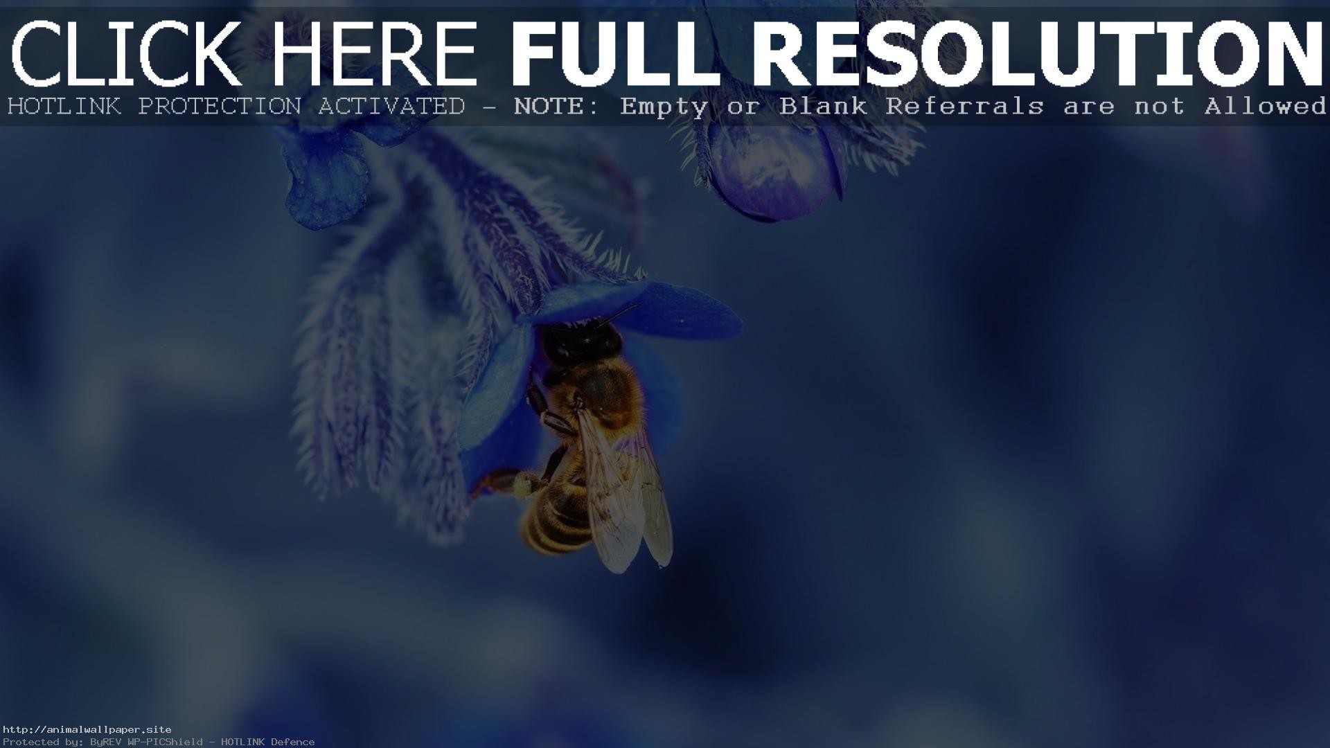 1920x1080 Coolest Honey Bee, Blue Lavender Flowers Wallpaper