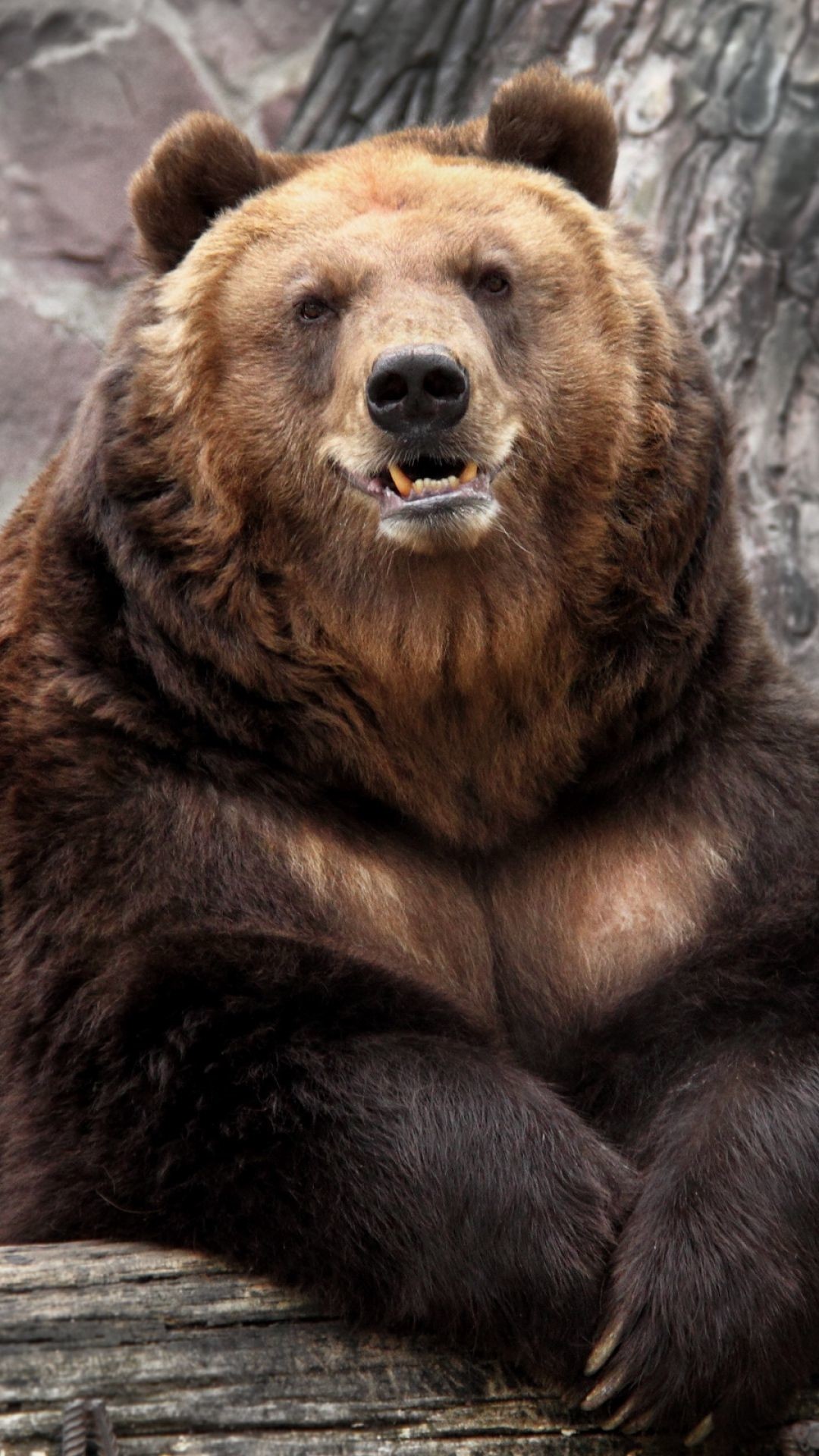 1080x1920  Wallpaper bear, zoo, nature, reserve, muzzle