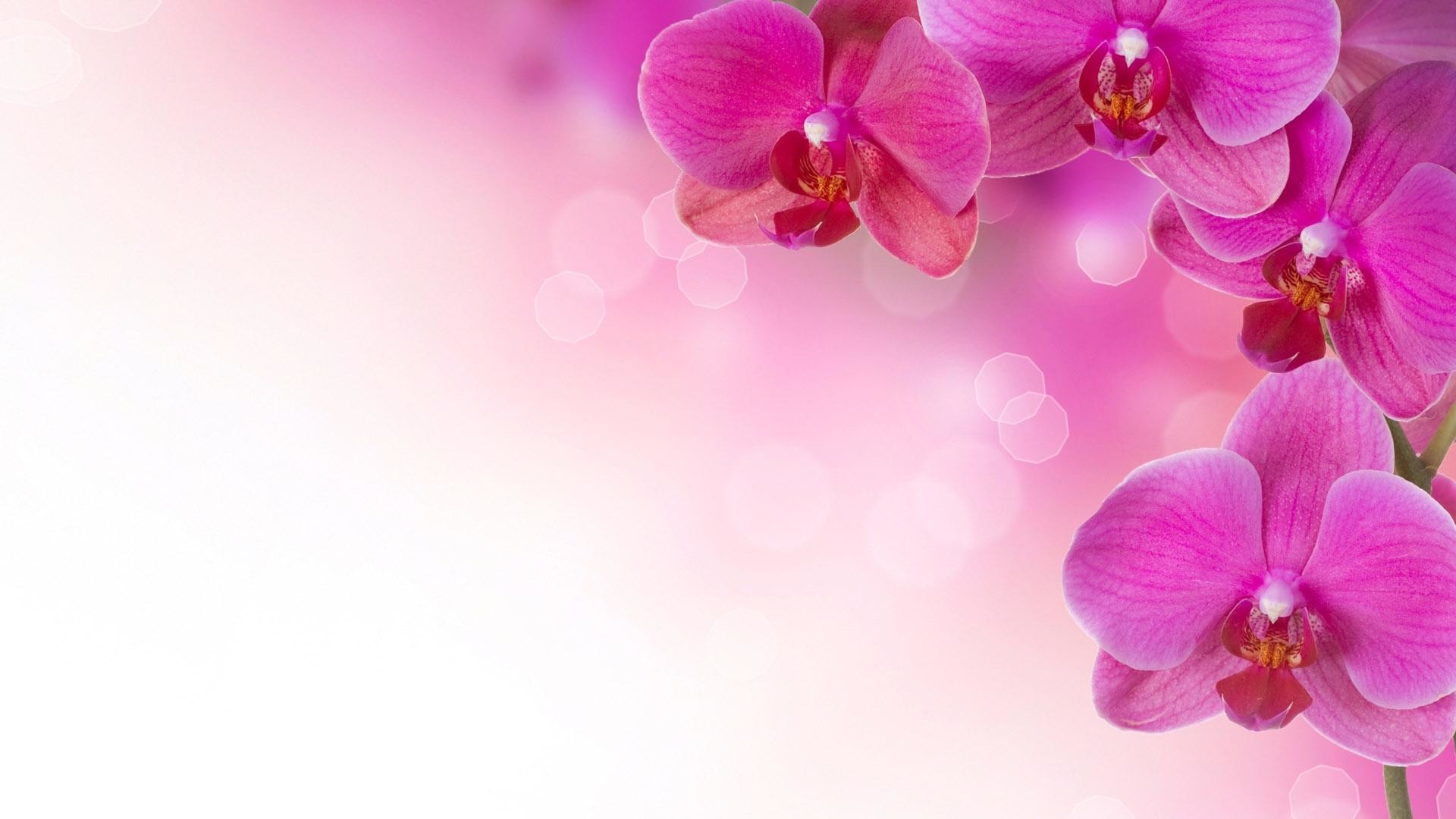 Pink Desktop Backgrounds (53+ images)