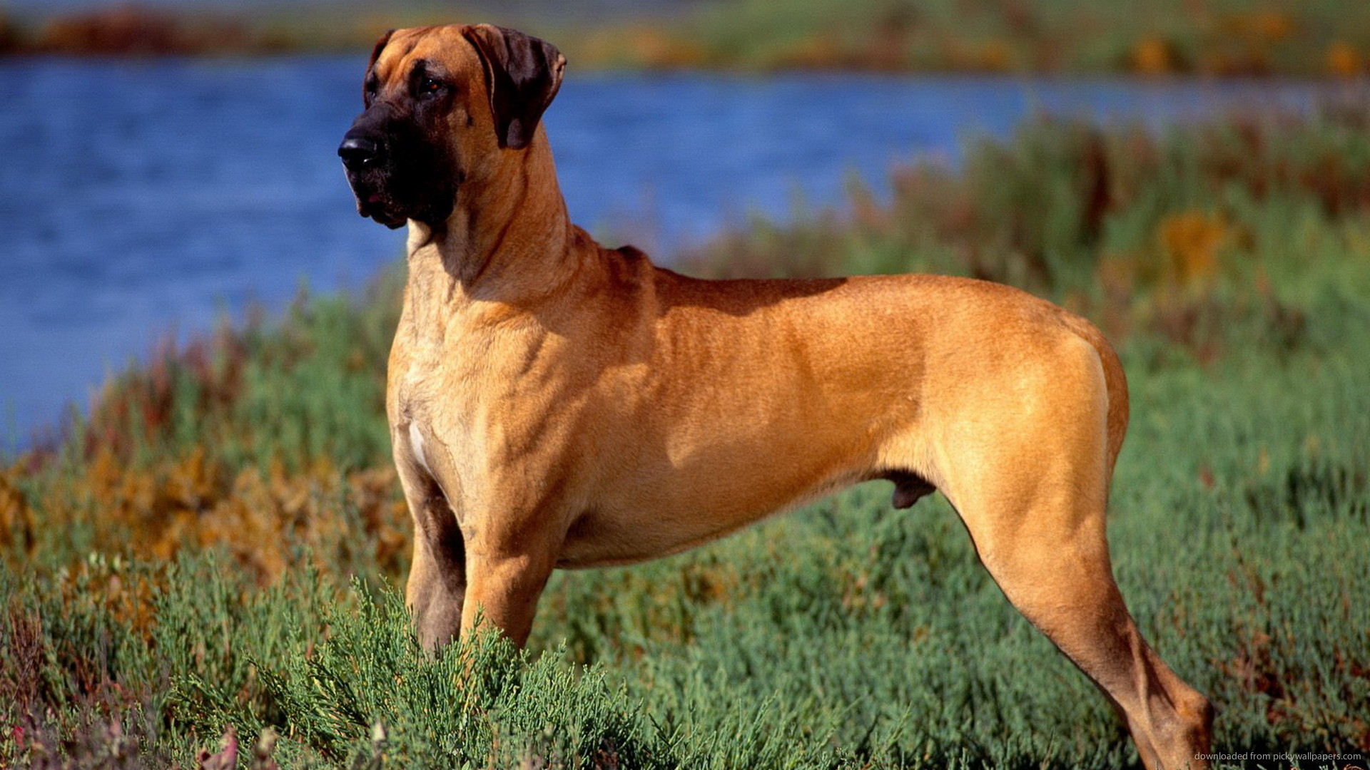 1920x1080 The Great Dane for 