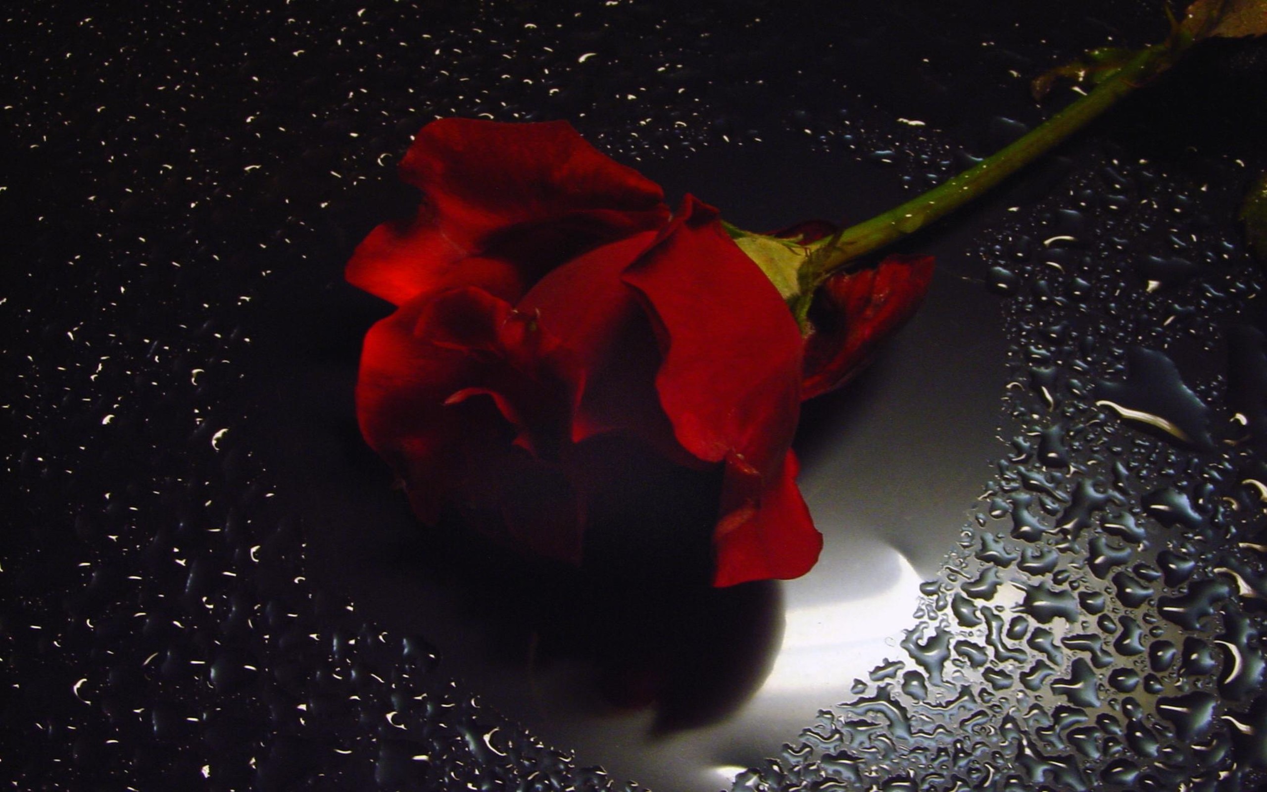 2560x1600 Red Roses With Water Drops With Black Background